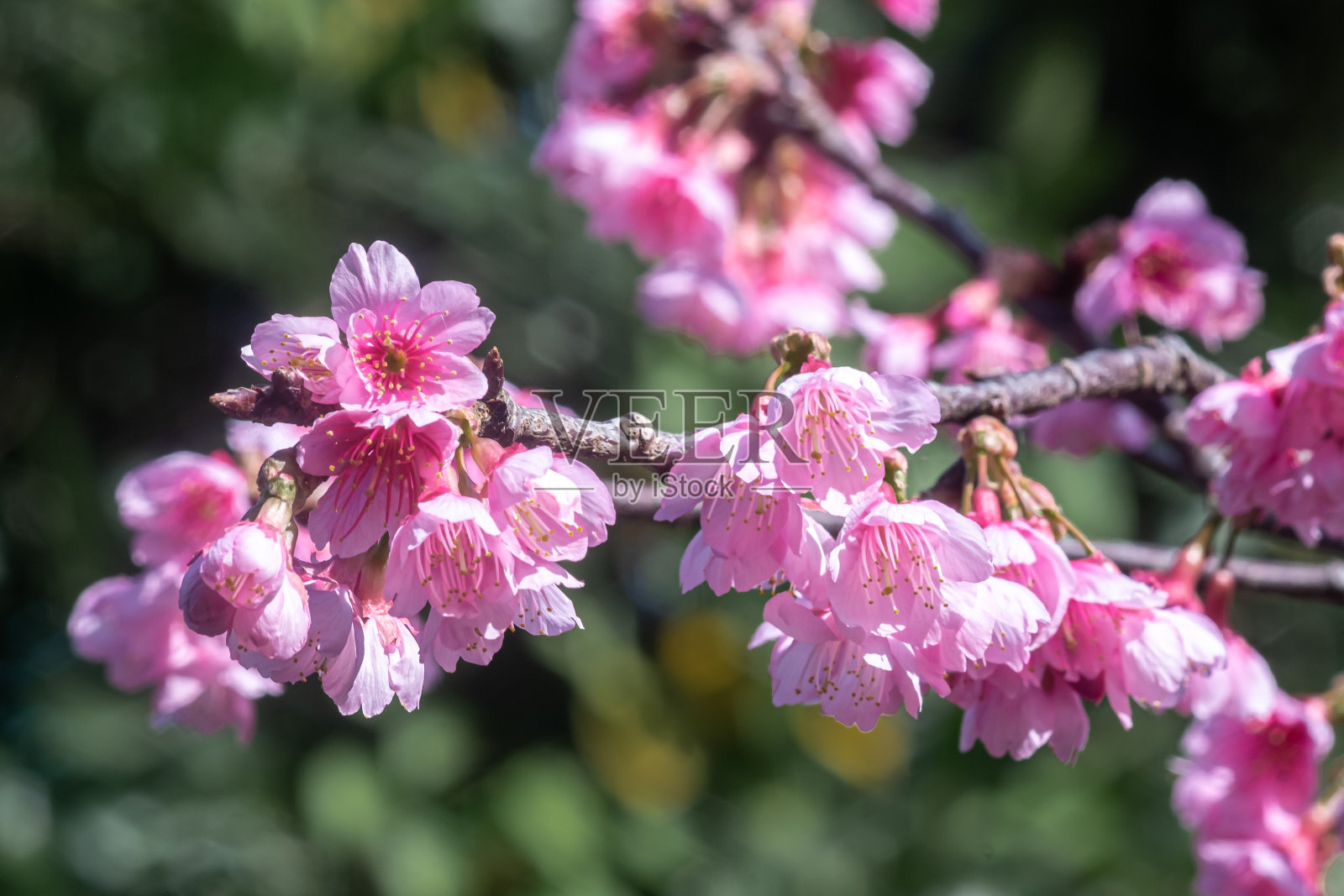 冲绳县早春,鲜红的樱花盛开照片摄影图片