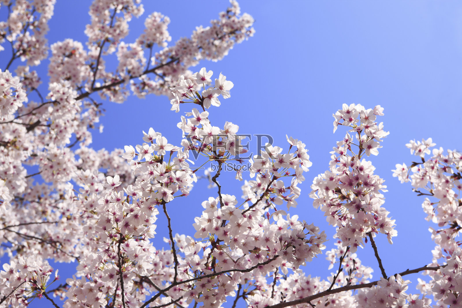 樱花照片摄影图片