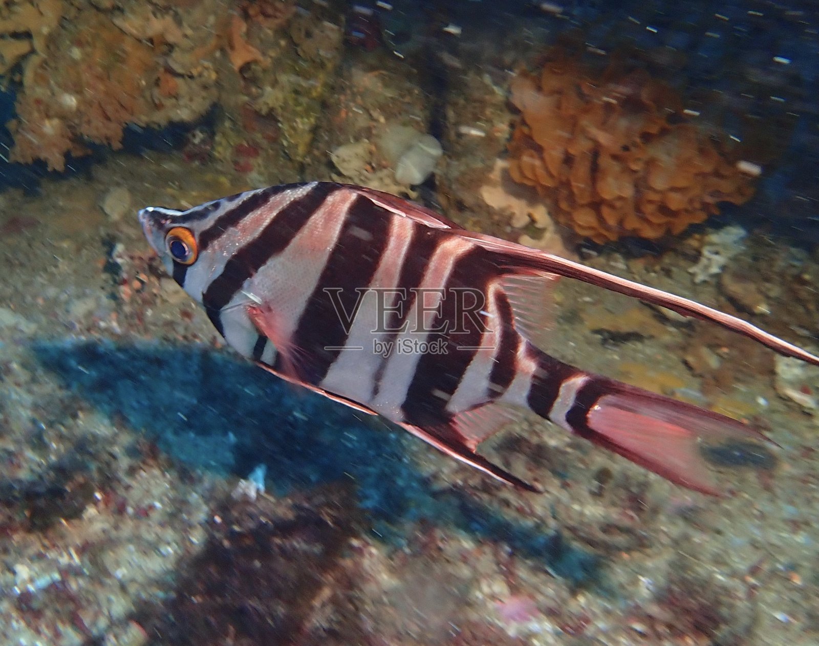 老夫人的鱼照片摄影图片