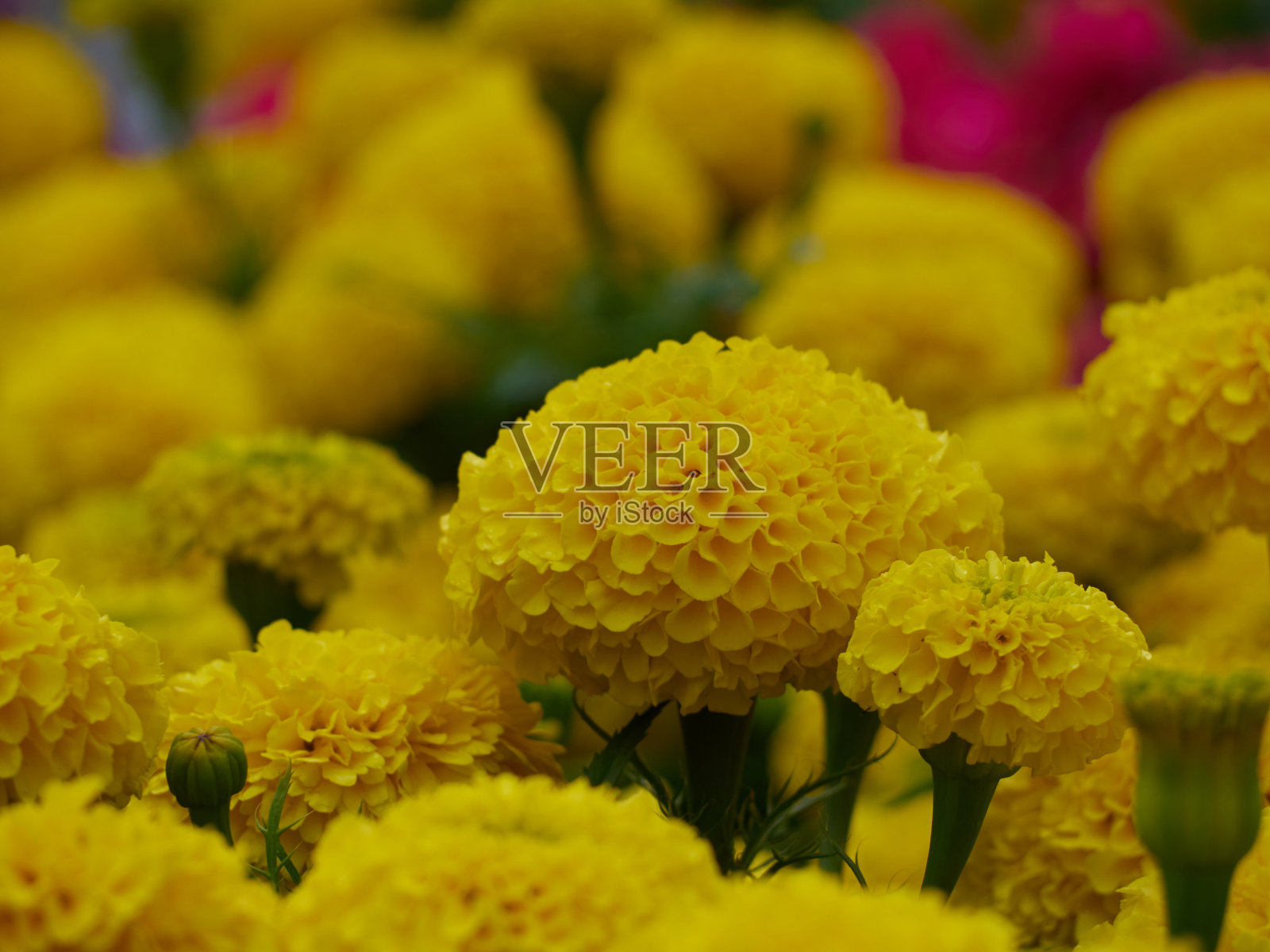 美丽的花的背景。照片摄影图片