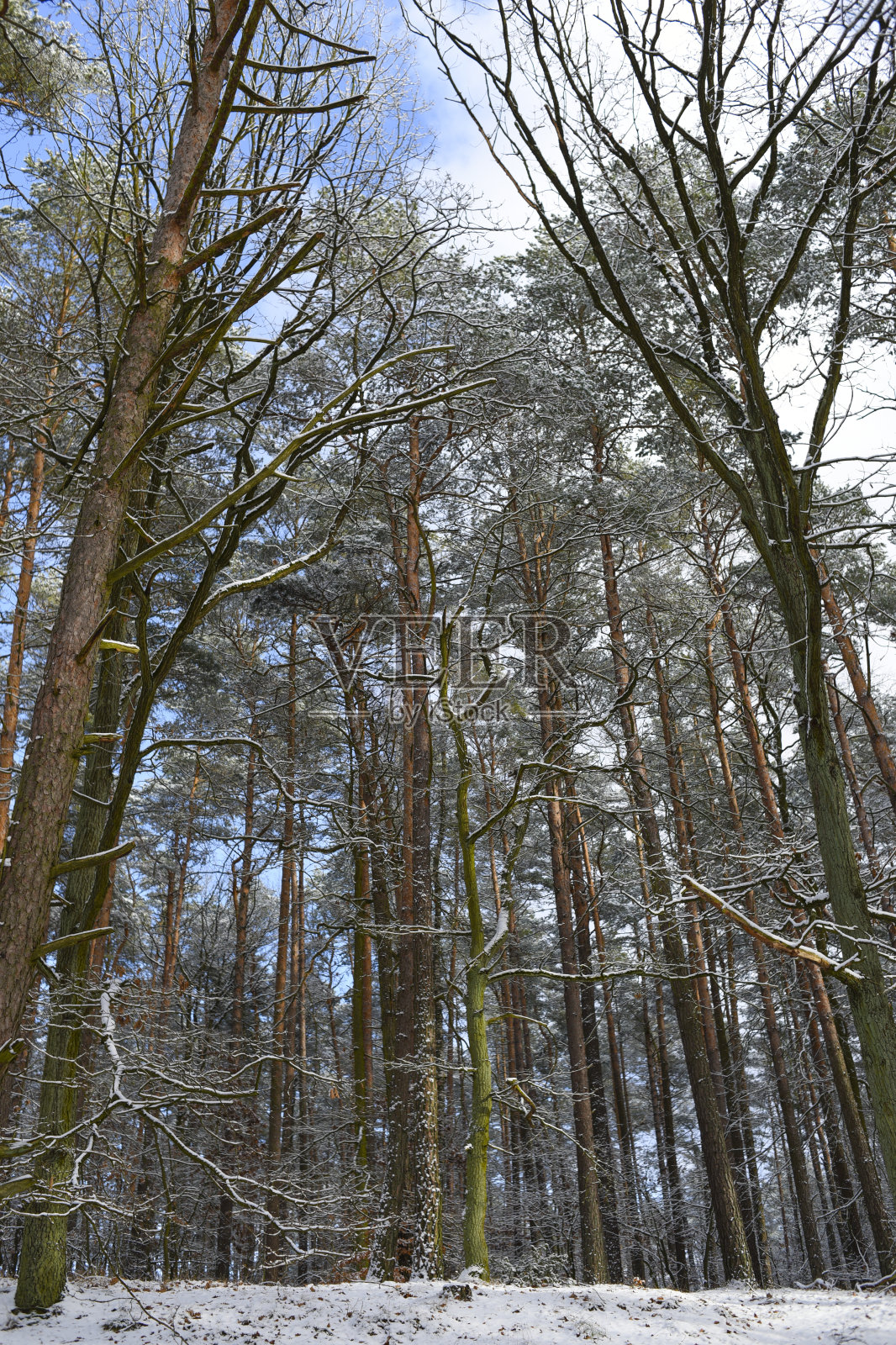 冬季森林景观。在混交林中,树木被雪覆盖着。照片摄影图片