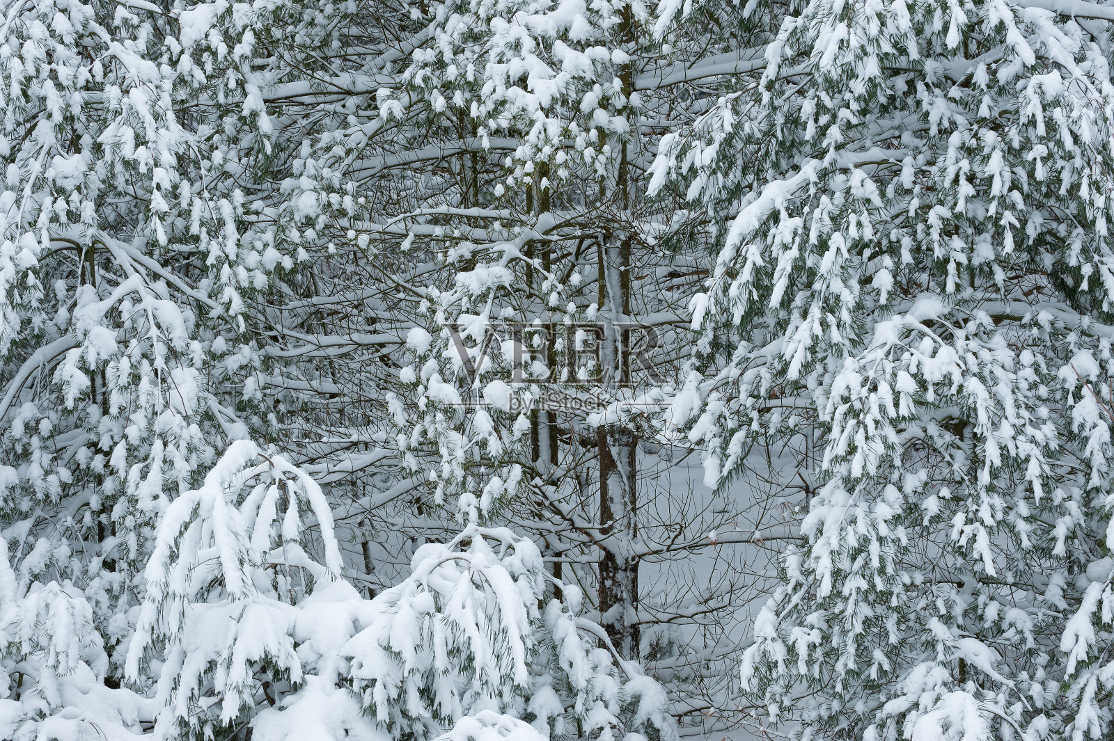 植雪松林照片摄影图片