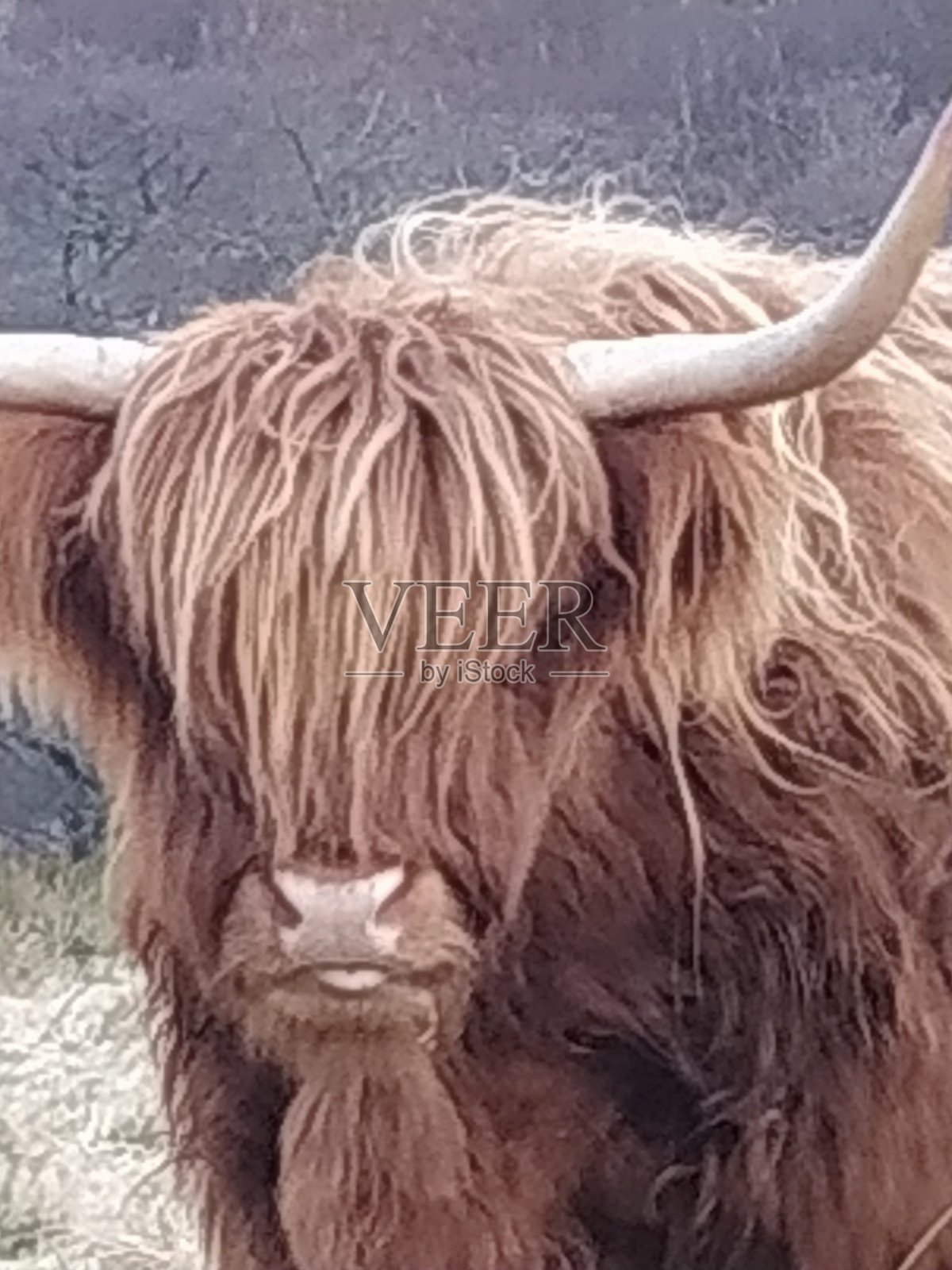 高地牛照片摄影图片