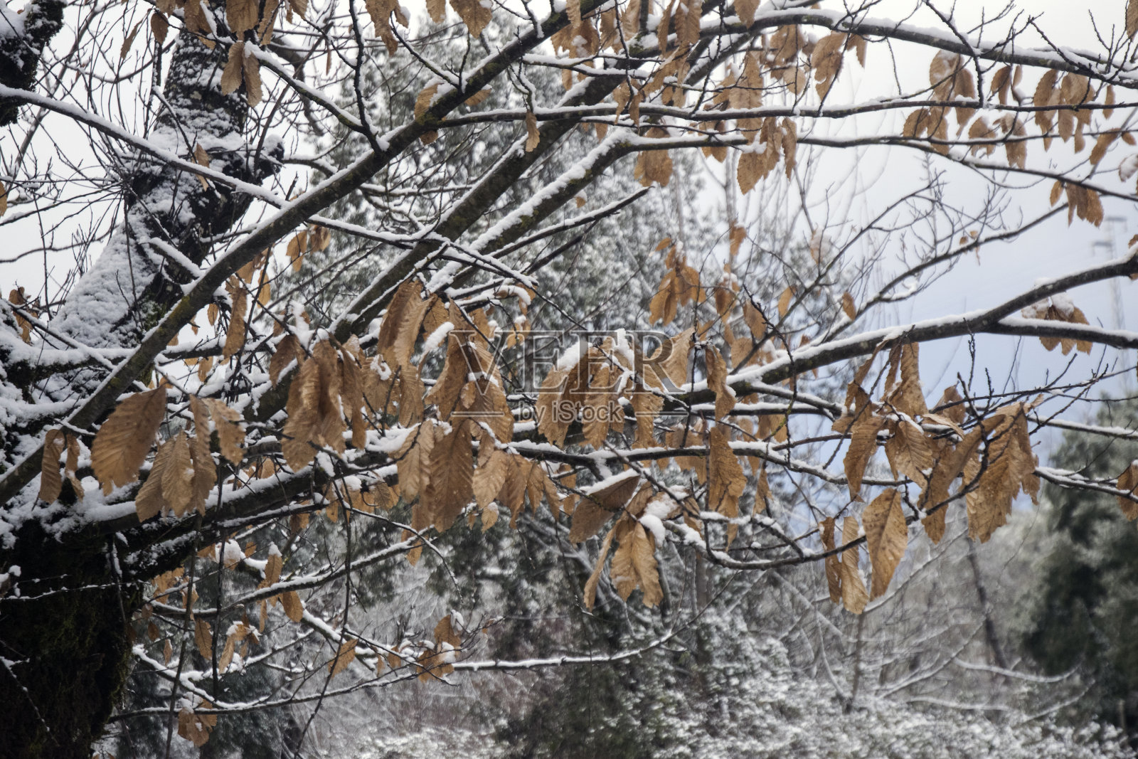 雪景栗树、灌木和地面都覆盖着一层薄薄的雪照片摄影图片