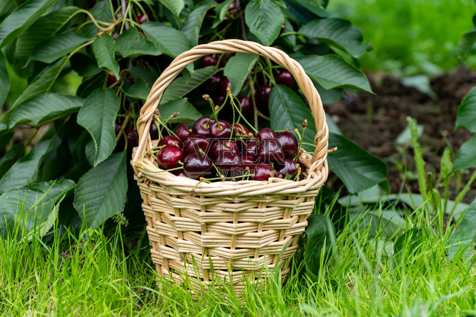 在荷兰的樱桃种植园里,篮子里装着新收获的大黑熟樱桃照片摄影图片