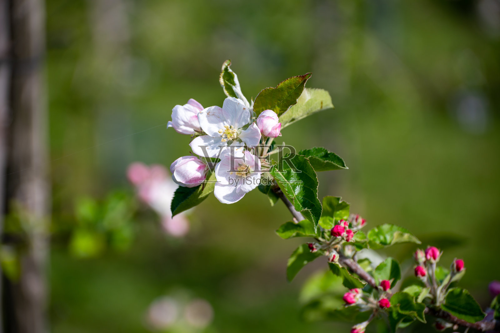 在荷兰贝图维的农场果园里,粉红色的苹果树在春天开花照片摄影图片