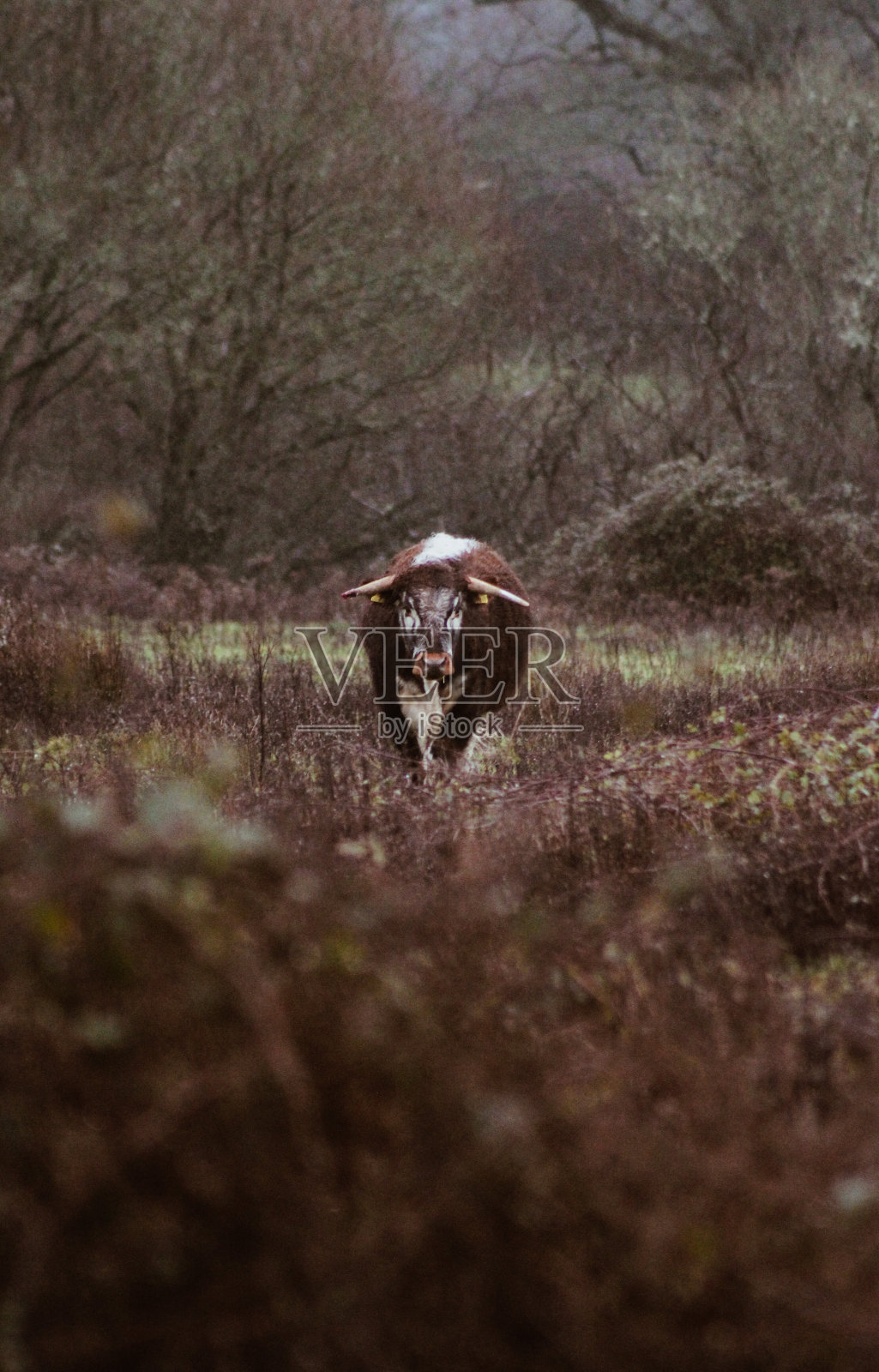 英语长角牛接近照片摄影图片