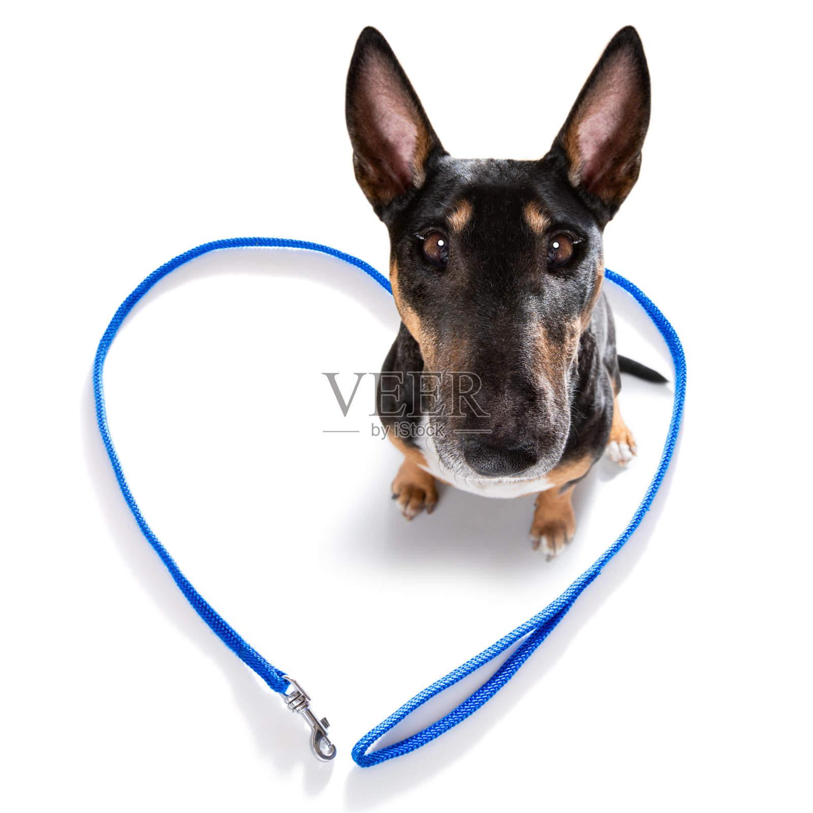 带着皮带等着散步的狗照片摄影图片