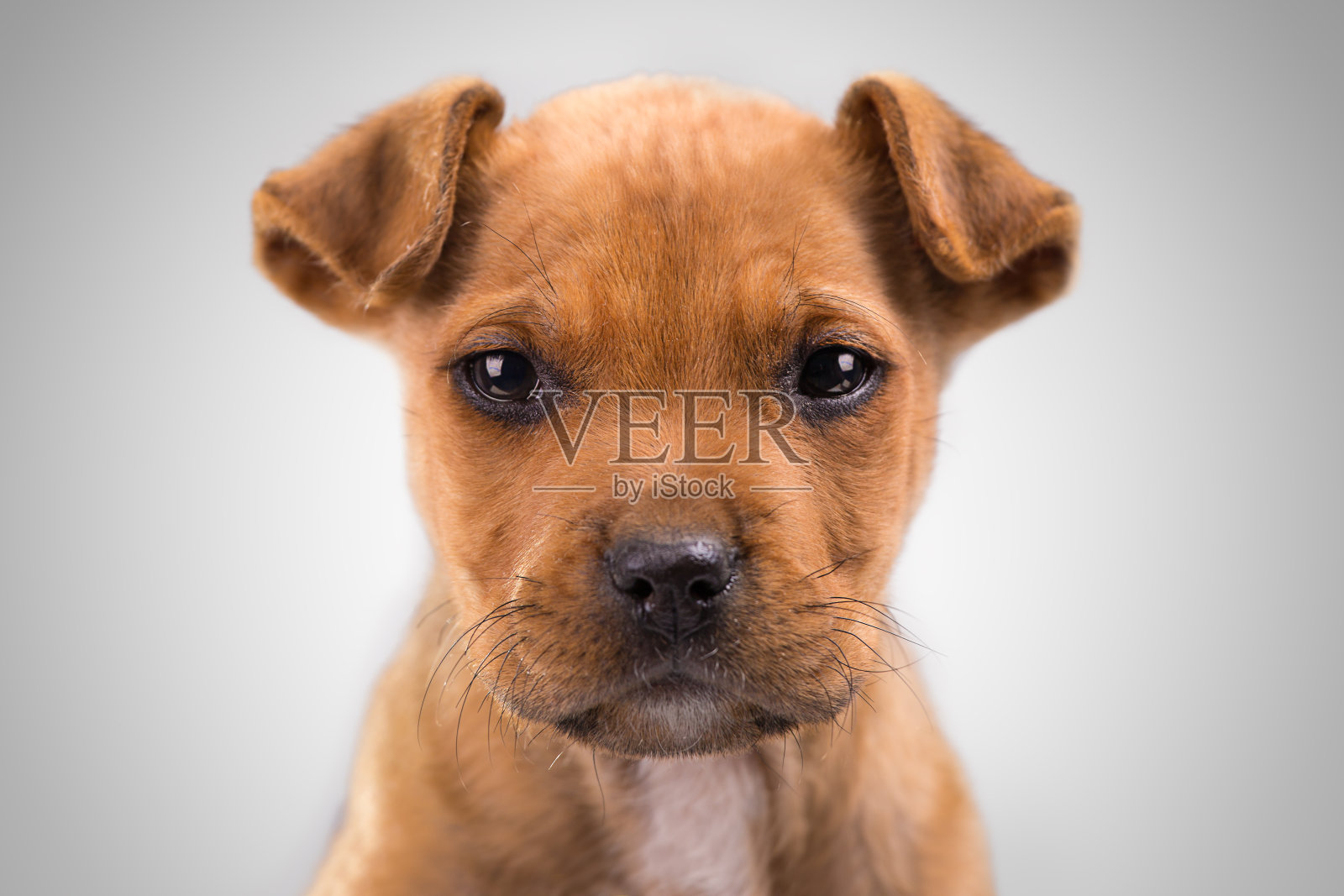 年轻的美国斯塔福德梗。照片摄影图片