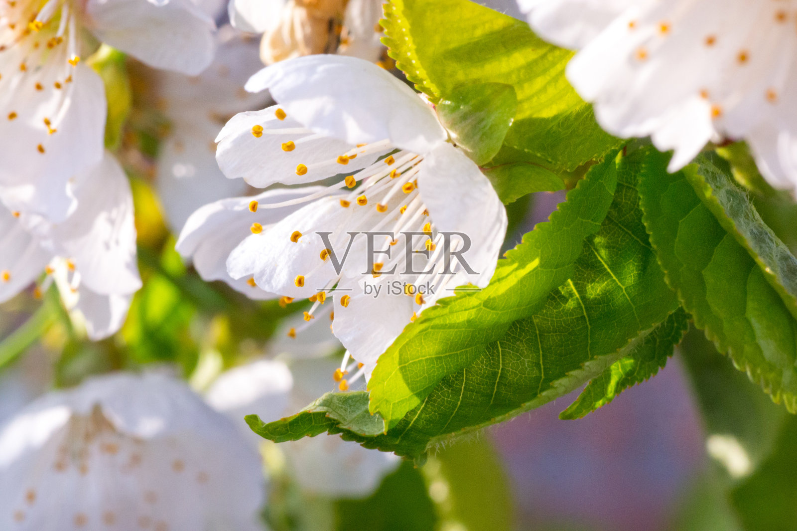 枝头杏花朵朵照片摄影图片