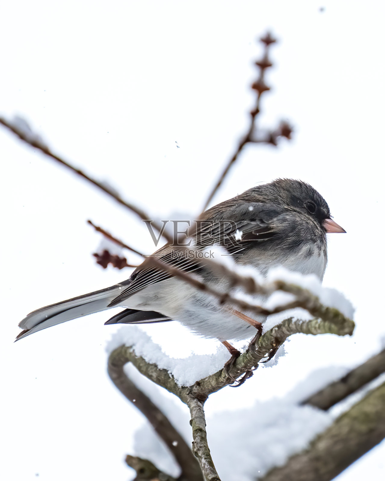 Junco鸟在树枝上的雪照片摄影图片