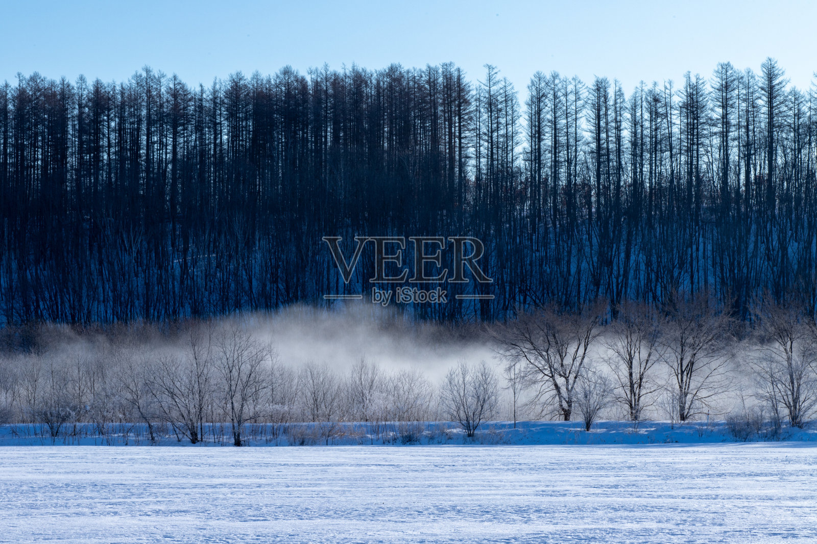 在北海道的Sarabetsu,霜冻覆盖了树木和冰雾。照片摄影图片