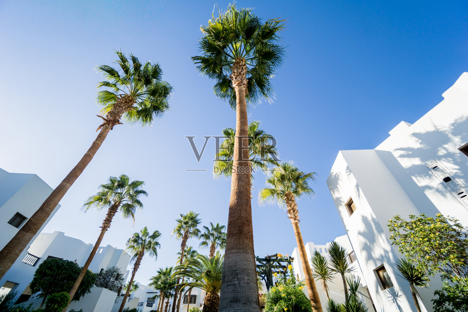 美丽的白色房子在热带花园和棕榈树照片摄影图片