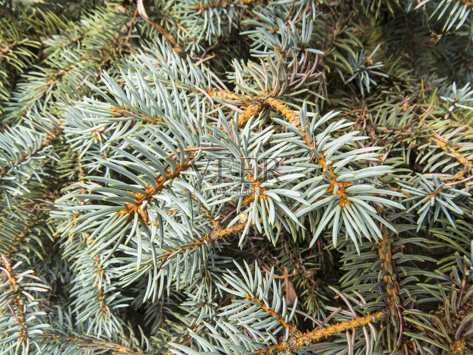 针叶林。照片摄影图片