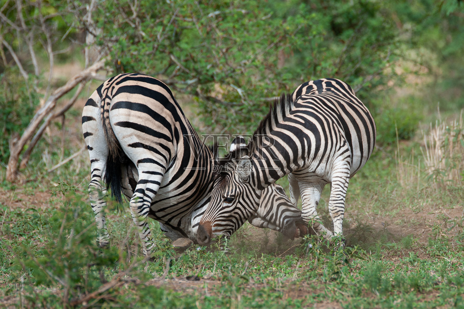 斑马马战斗照片摄影图片