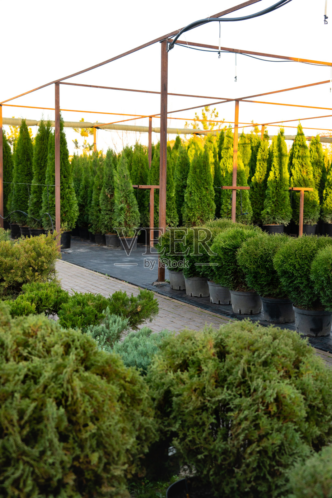 日落花园里的植物。商店的观赏植物在花盆。照片摄影图片