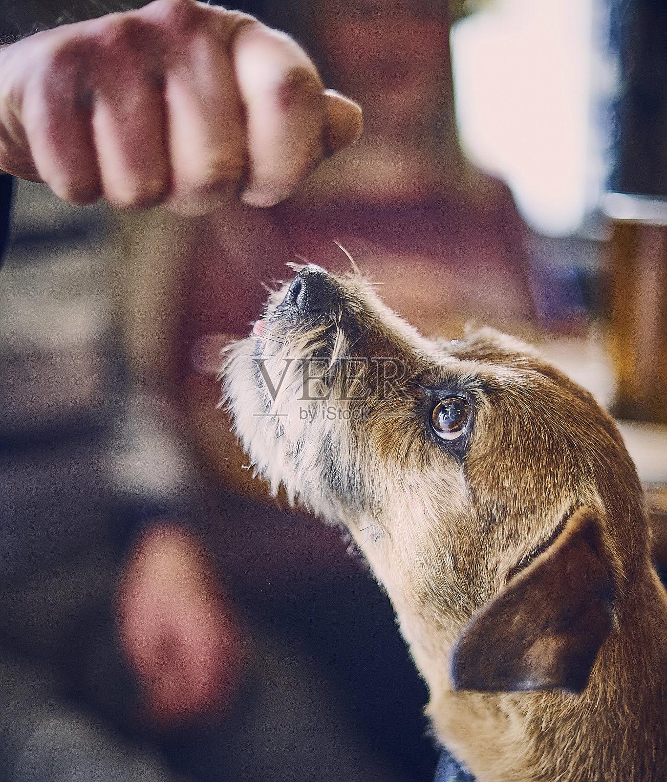 一只边境梗期待地等待着主人的食物照片摄影图片