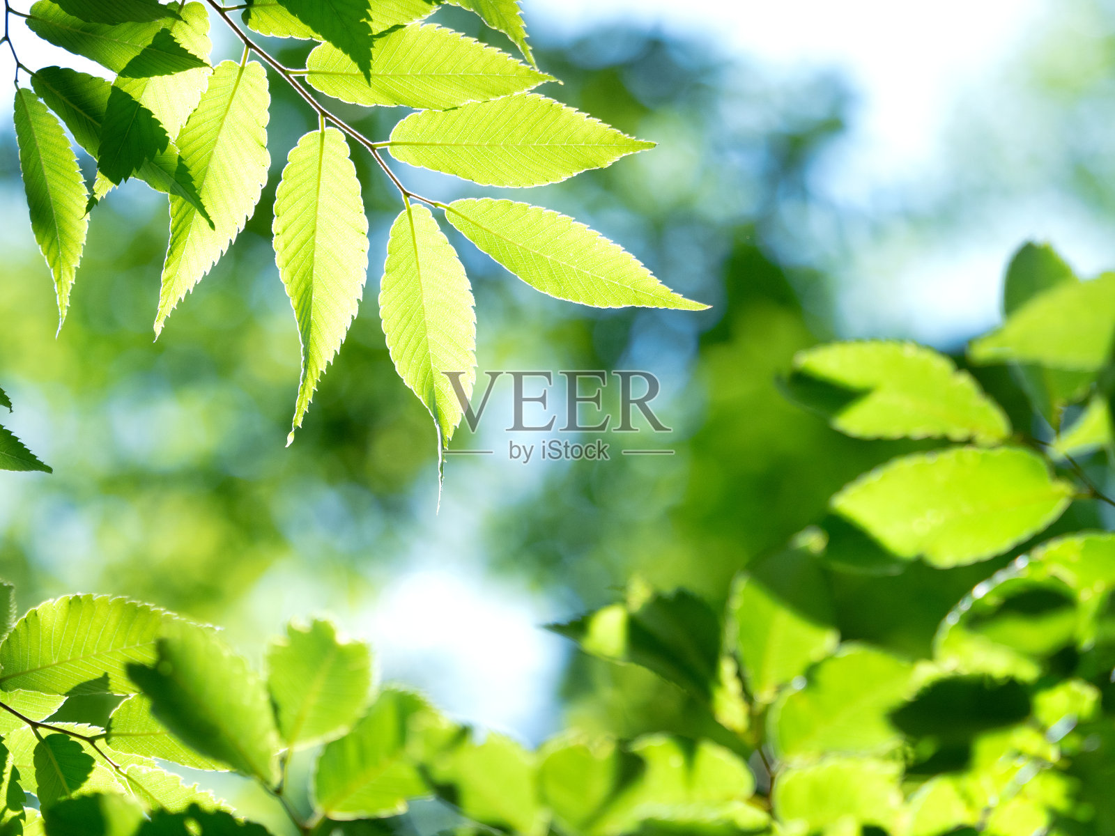 新鲜的绿色泽尔科娃树叶照片摄影图片