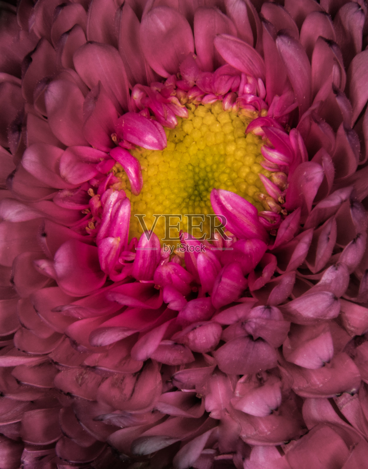 红紫菀特写照片摄影图片