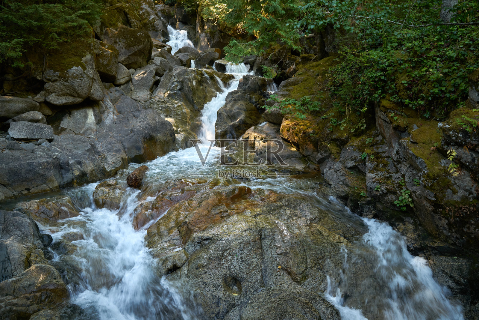 太平洋西北骗局落在华盛顿照片摄影图片