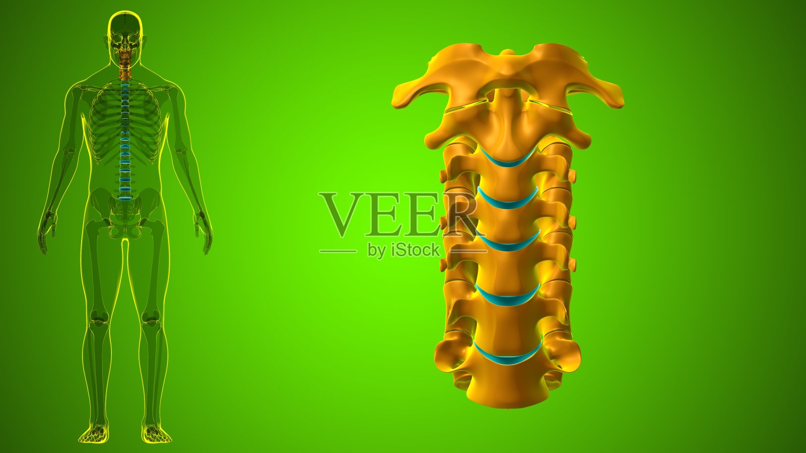 人体骨骼脊柱颈椎解剖3D照片摄影图片