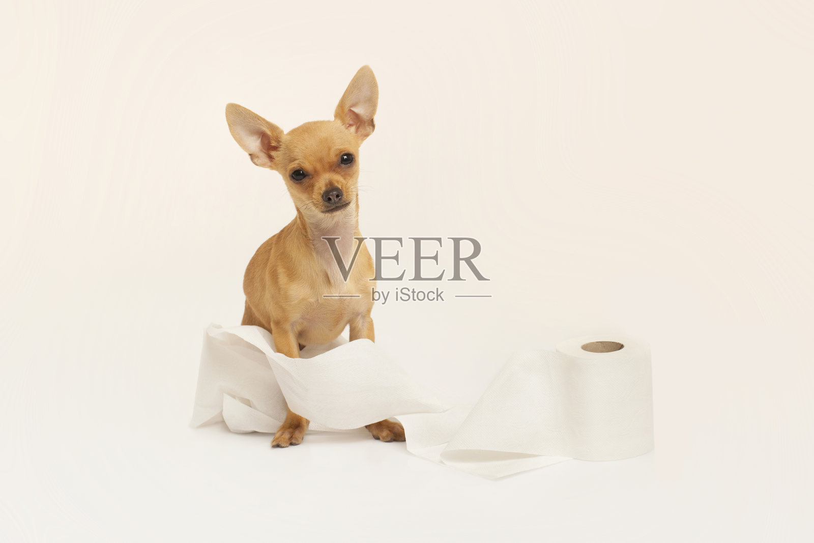 小狗包在卫生纸和白色的工作室背景照片摄影图片