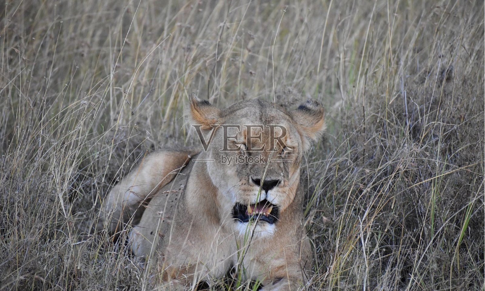 非洲赤道平原动物的头拍照片摄影图片