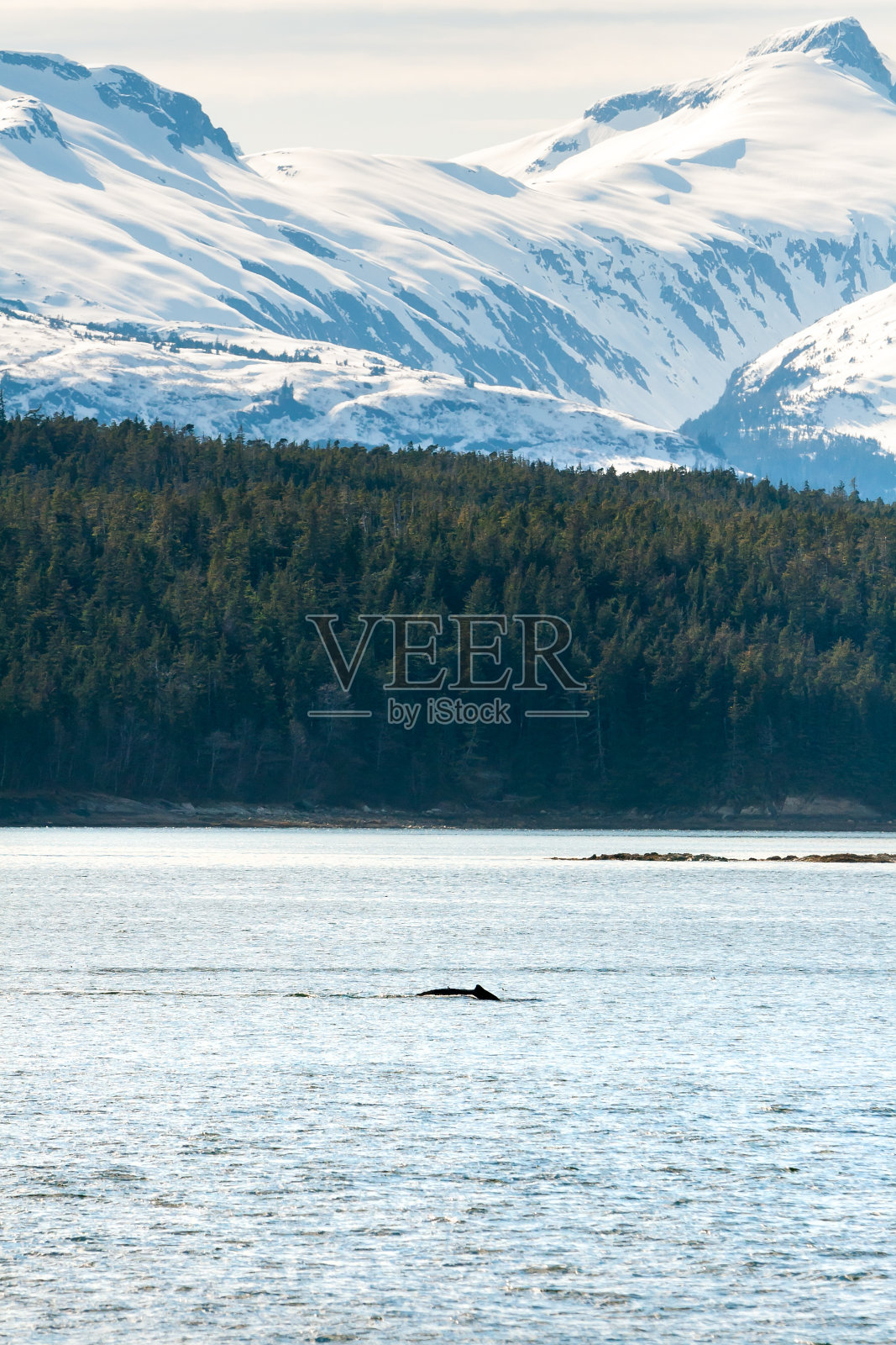 座头鲸在阿拉斯加海岸附近浮出水面照片摄影图片