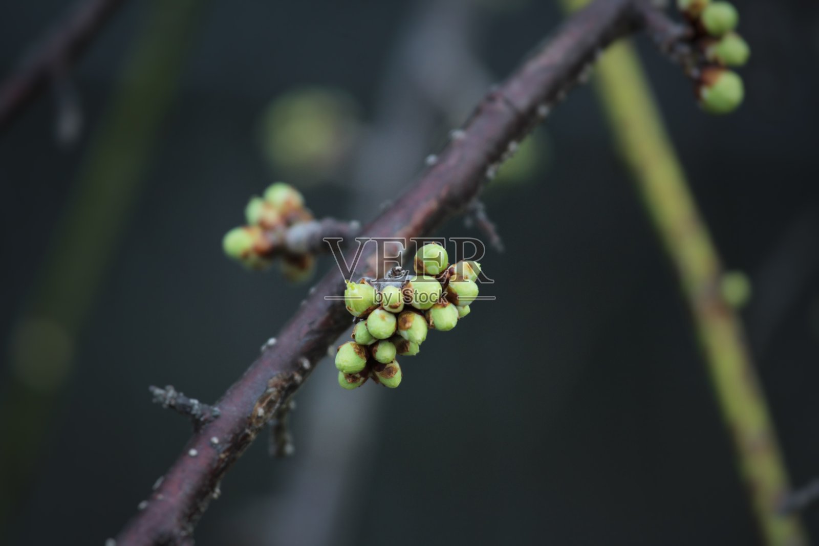 樱花照片摄影图片