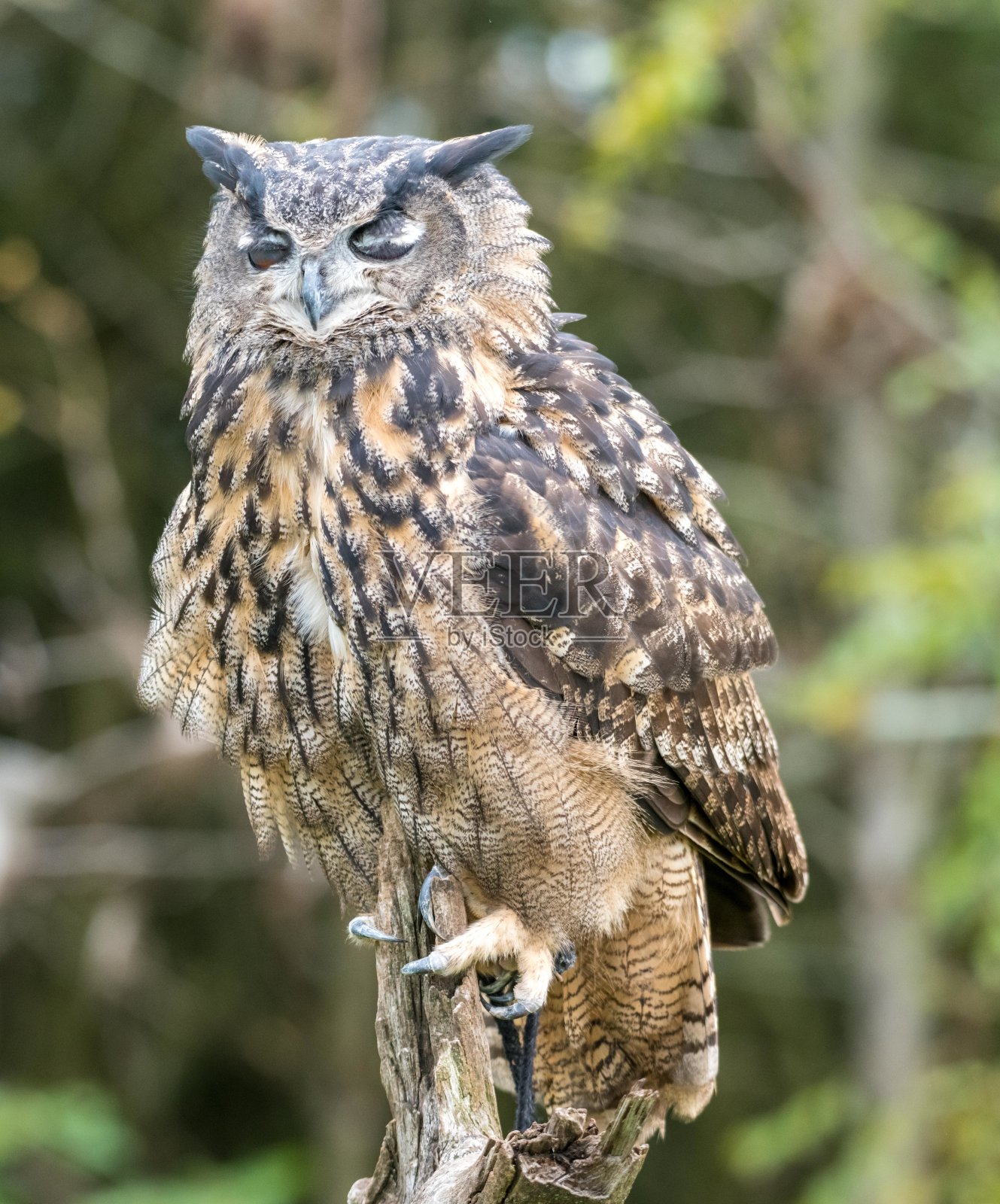 大角猫头鹰的特写照片摄影图片