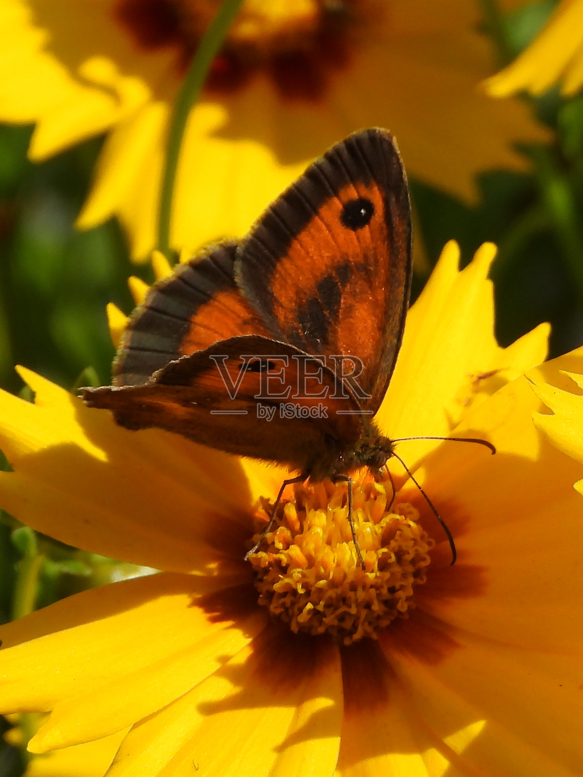 孤挺花(Pyronia泰索尼斯)照片摄影图片