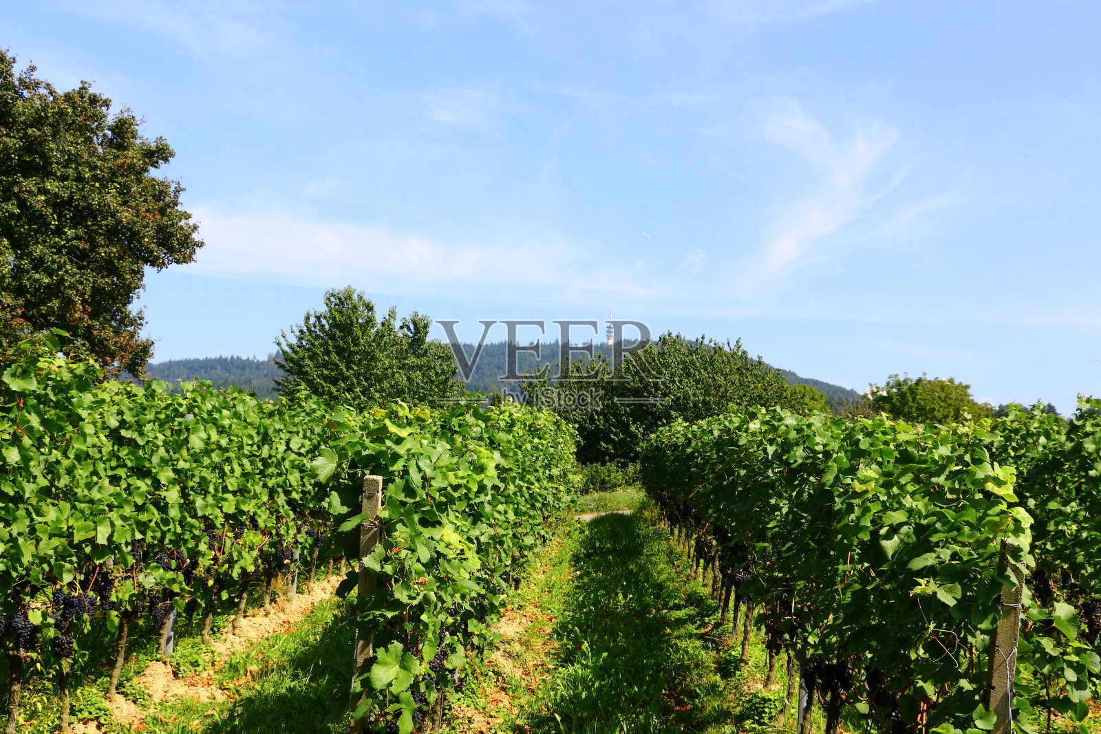 辛茨海姆附近的葡萄园在仲夏照片摄影图片