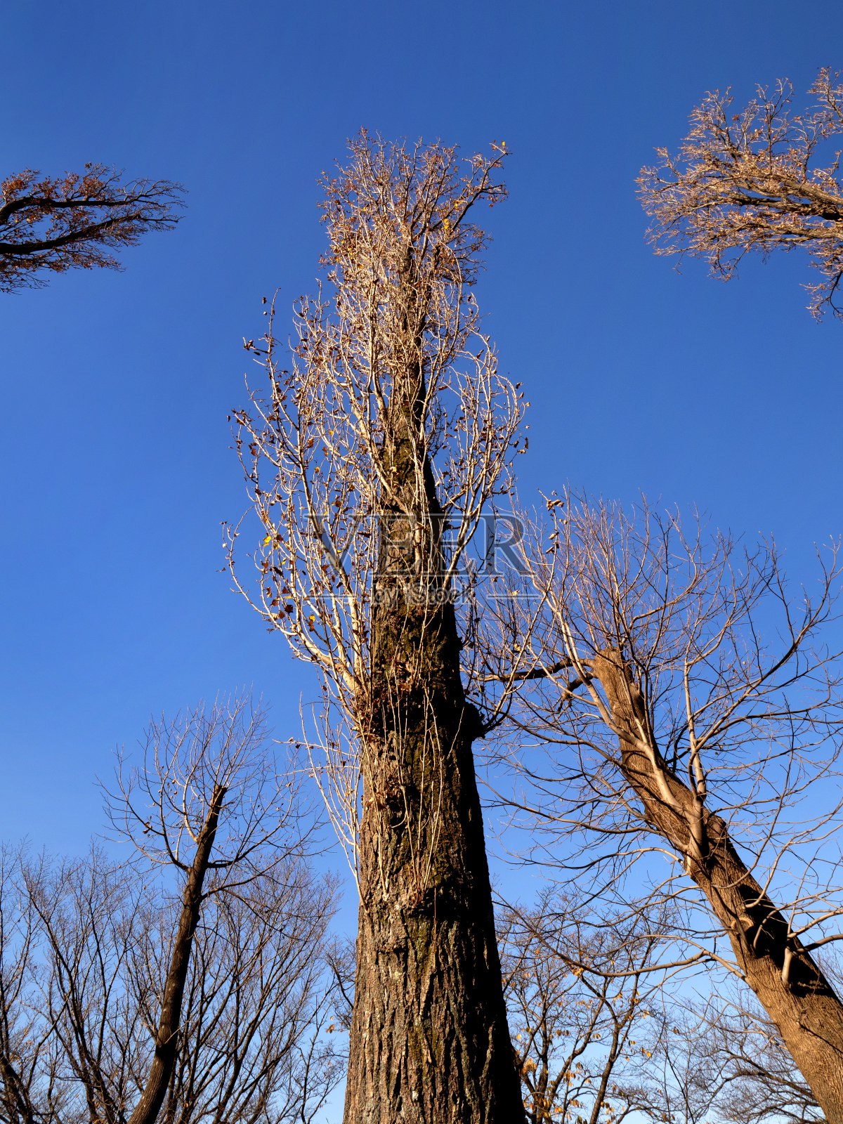 落叶乔木照片摄影图片