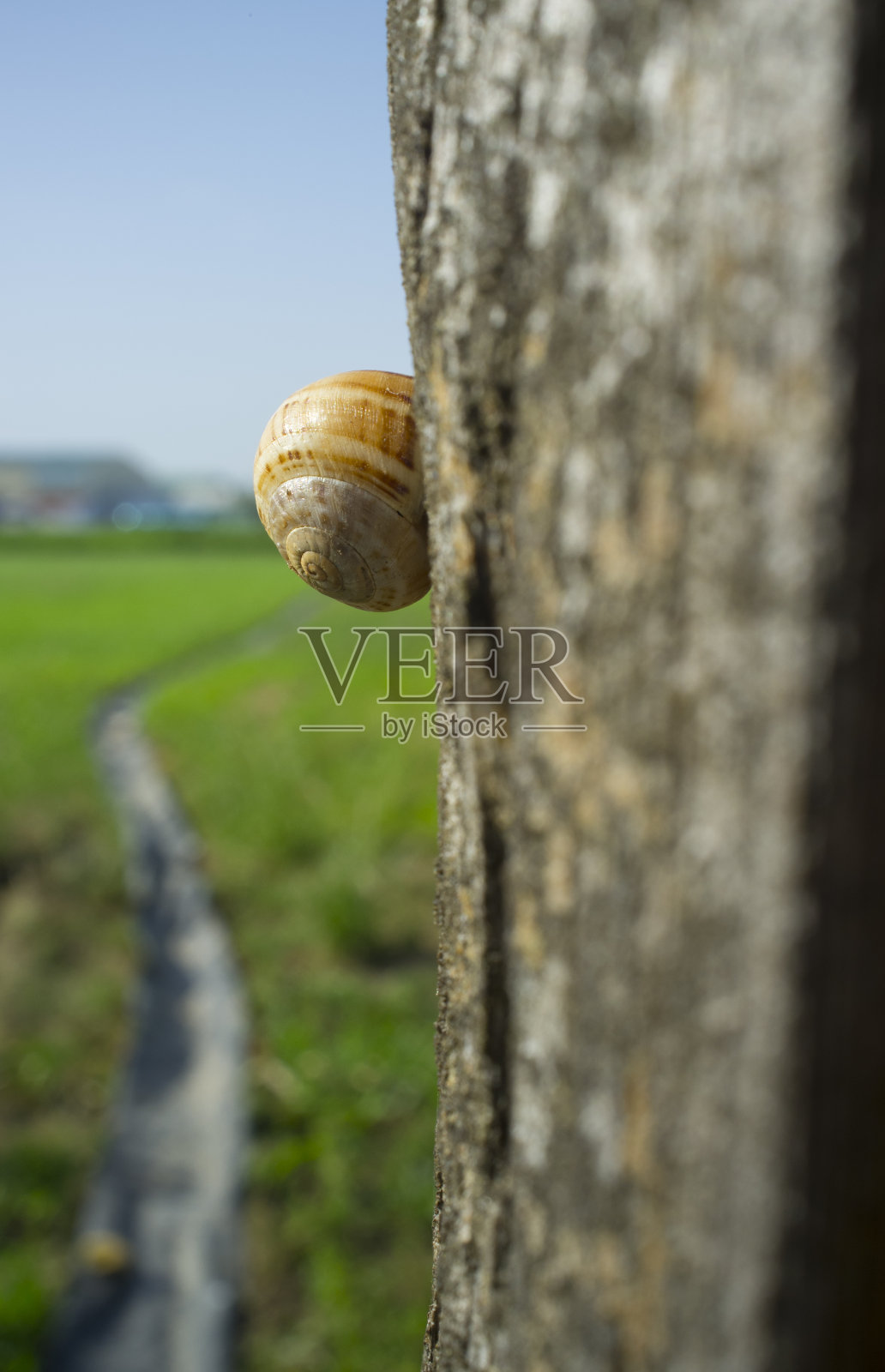 花园里的小蜗牛爬过饱经风霜的老木杆照片摄影图片
