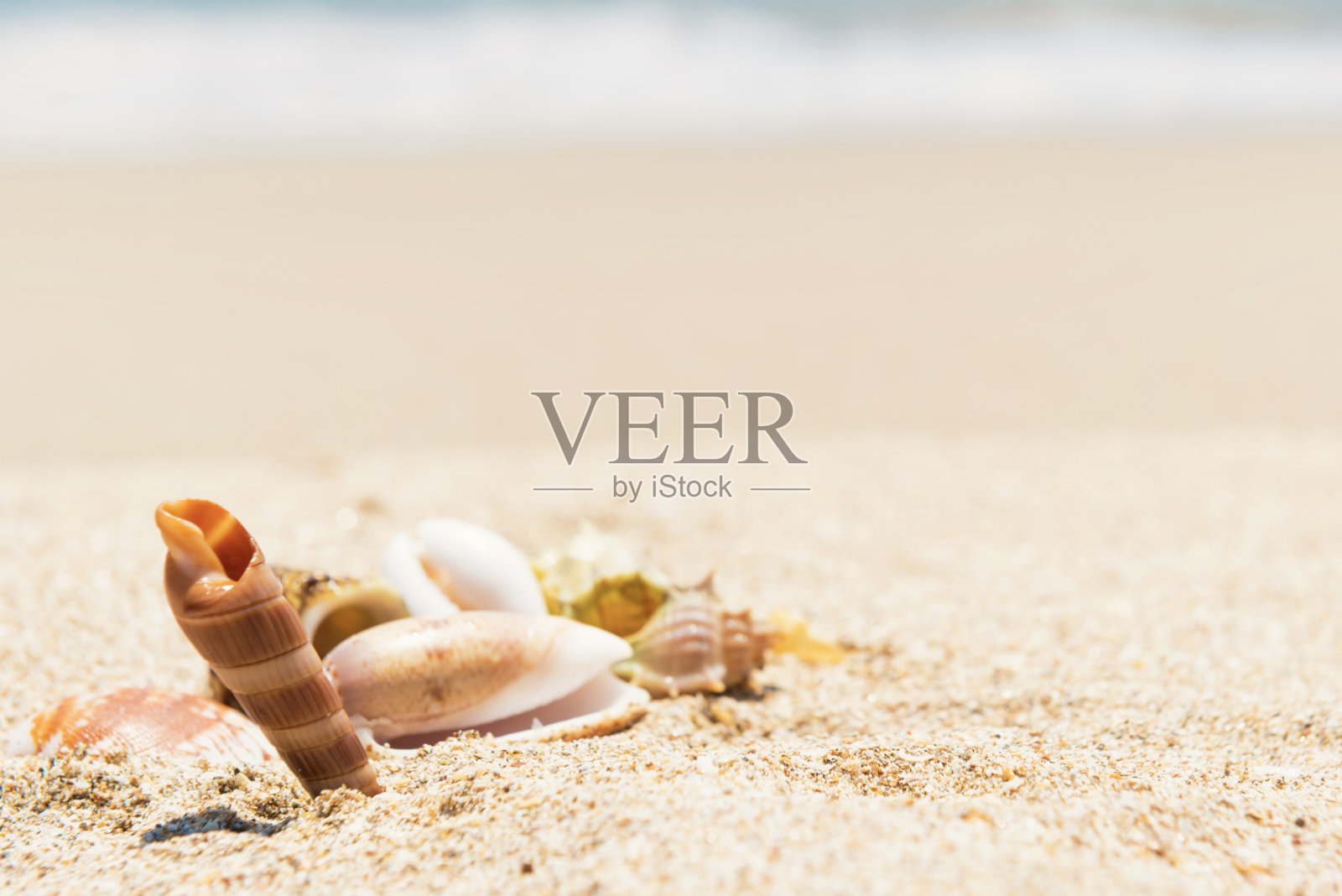 沙滩上的贝壳照片摄影图片