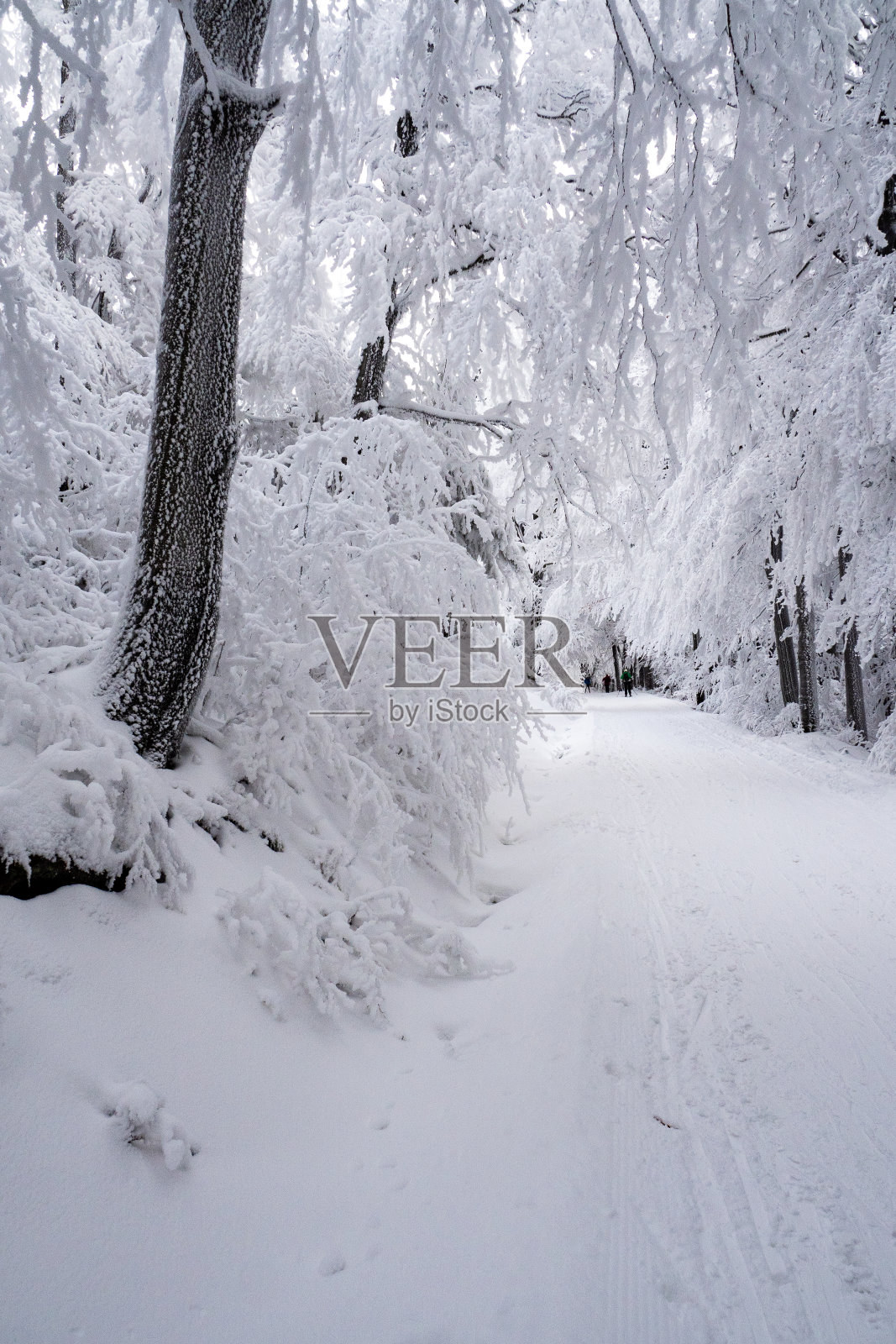 雪山里冬天雾气蒙蒙的景色照片摄影图片