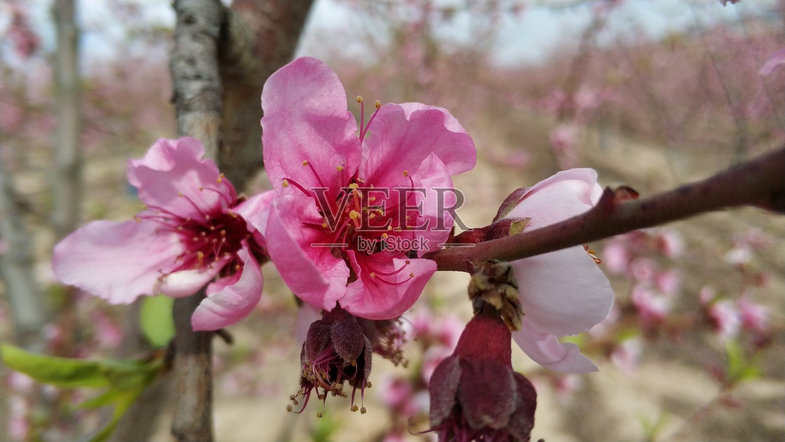 在西班牙的cieza Murcia开花,为你的感官带来了色彩的爆炸照片摄影图片