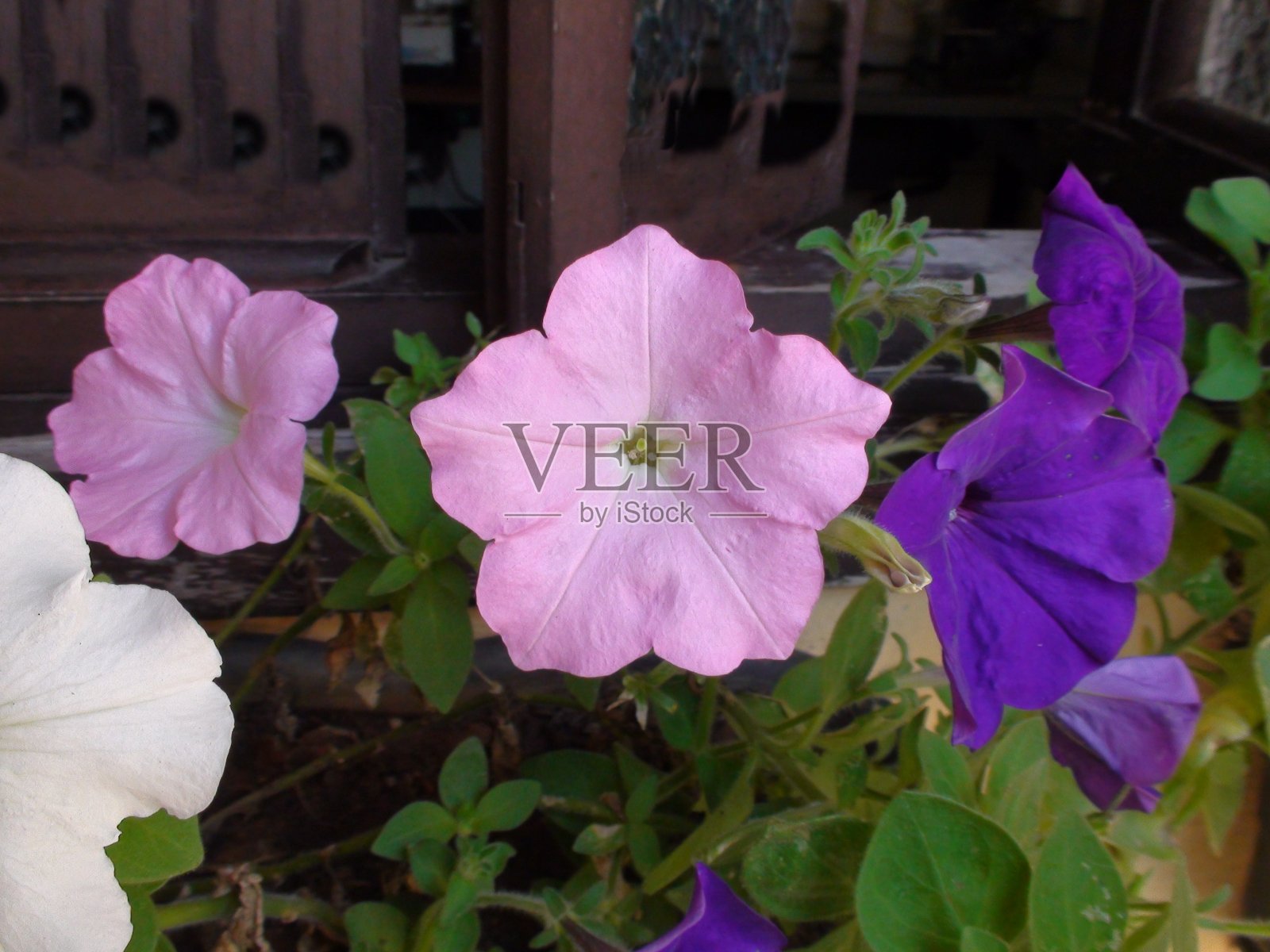 佩妮花植物照片摄影图片