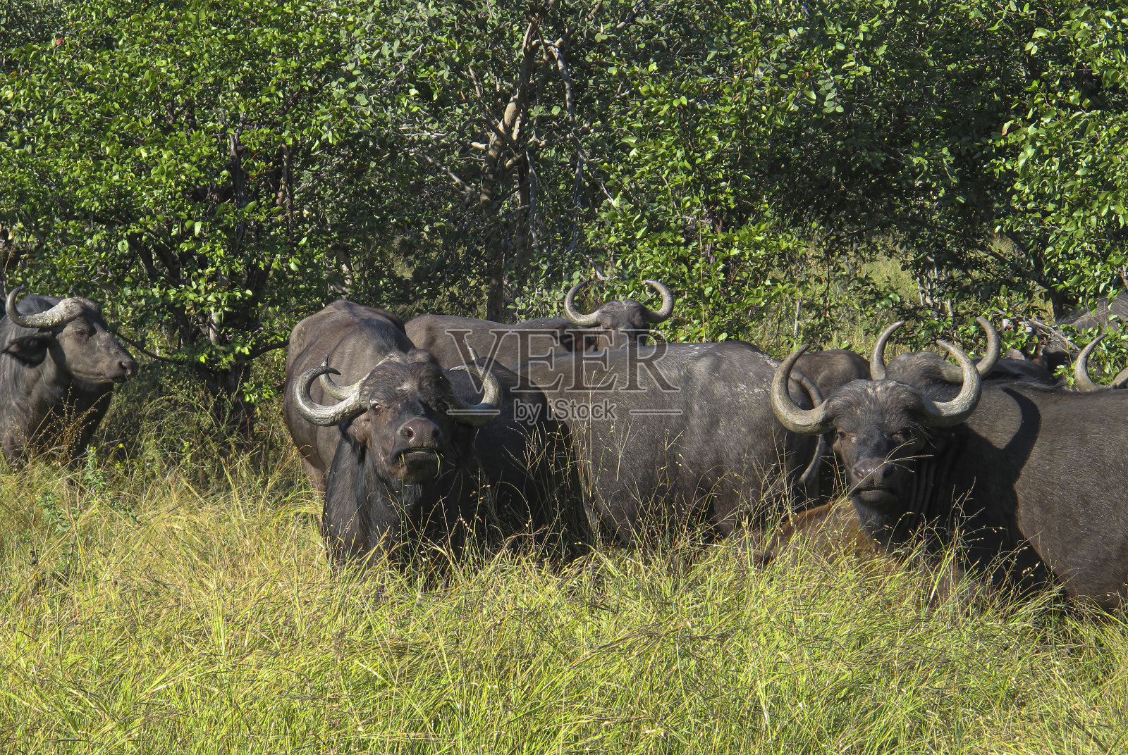 水牛站在草地上的肖像照片摄影图片