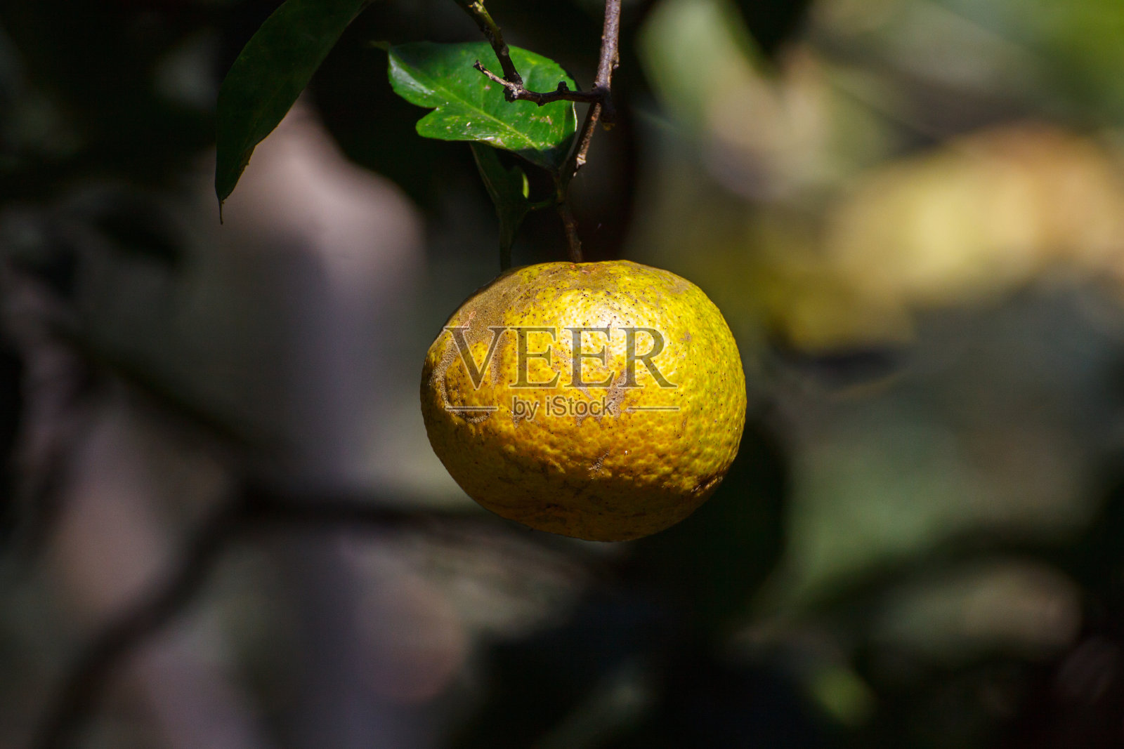 白纹柑橘照片摄影图片