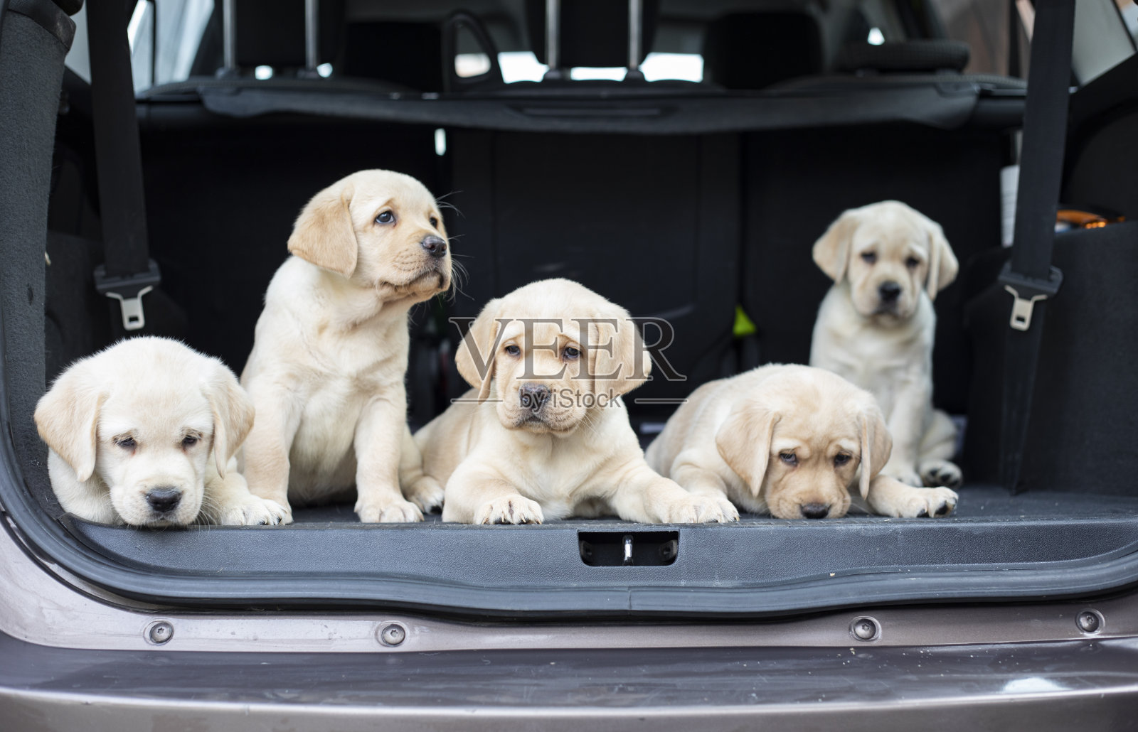 后备箱里的小狗照片摄影图片