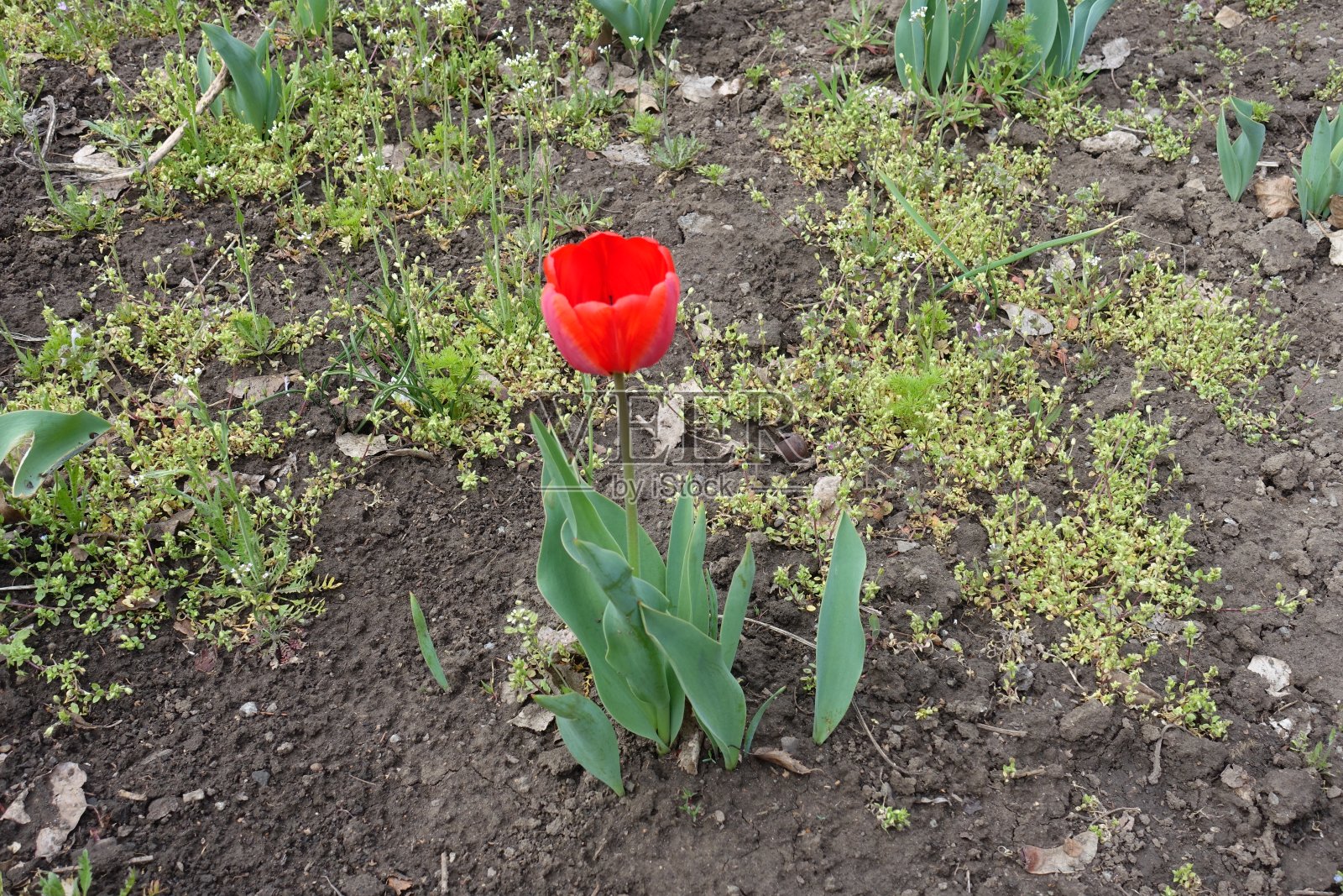 4月一朵普通郁金香的红色单花照片摄影图片