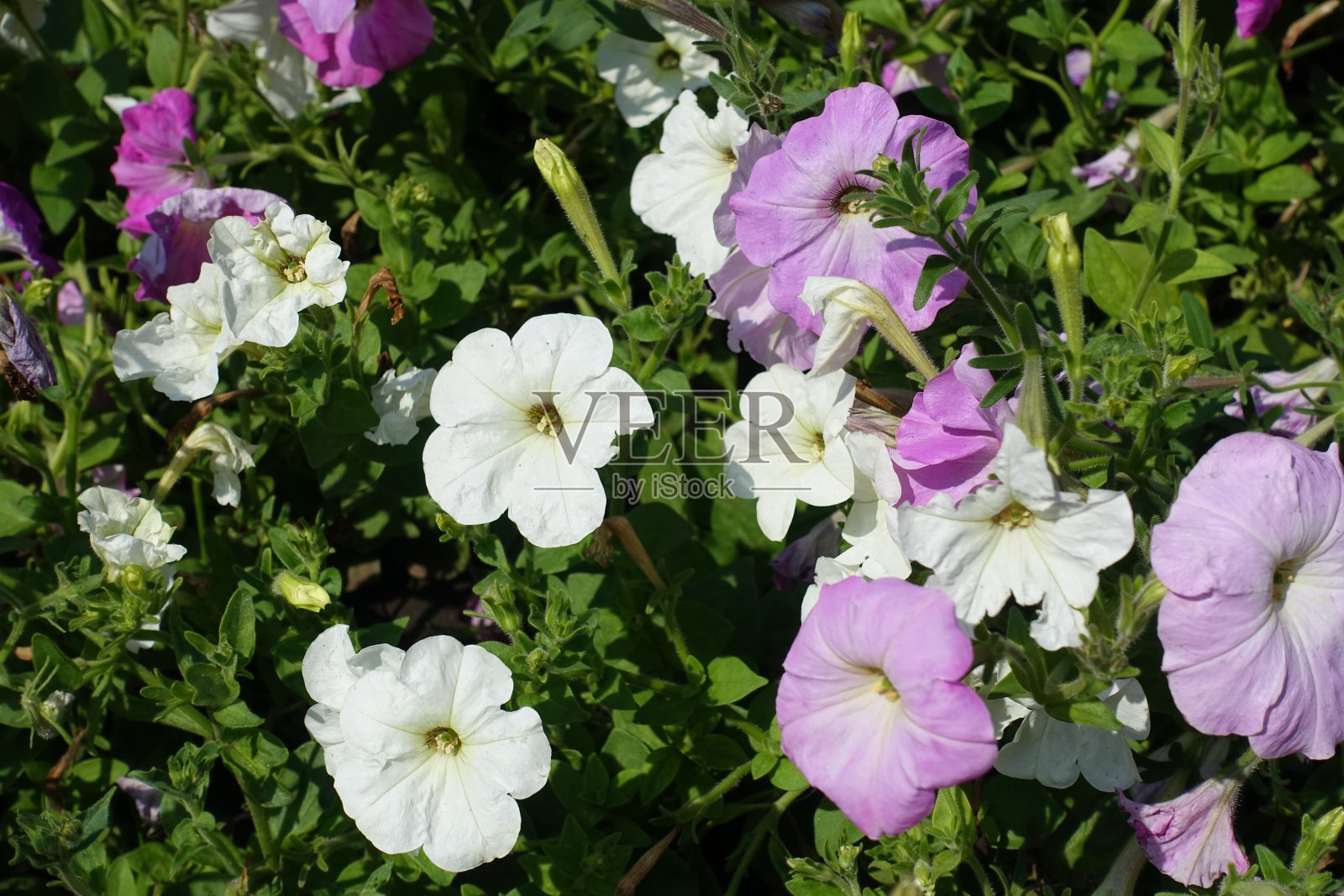 8月中旬,纯白色和浅粉色的牵牛花照片摄影图片