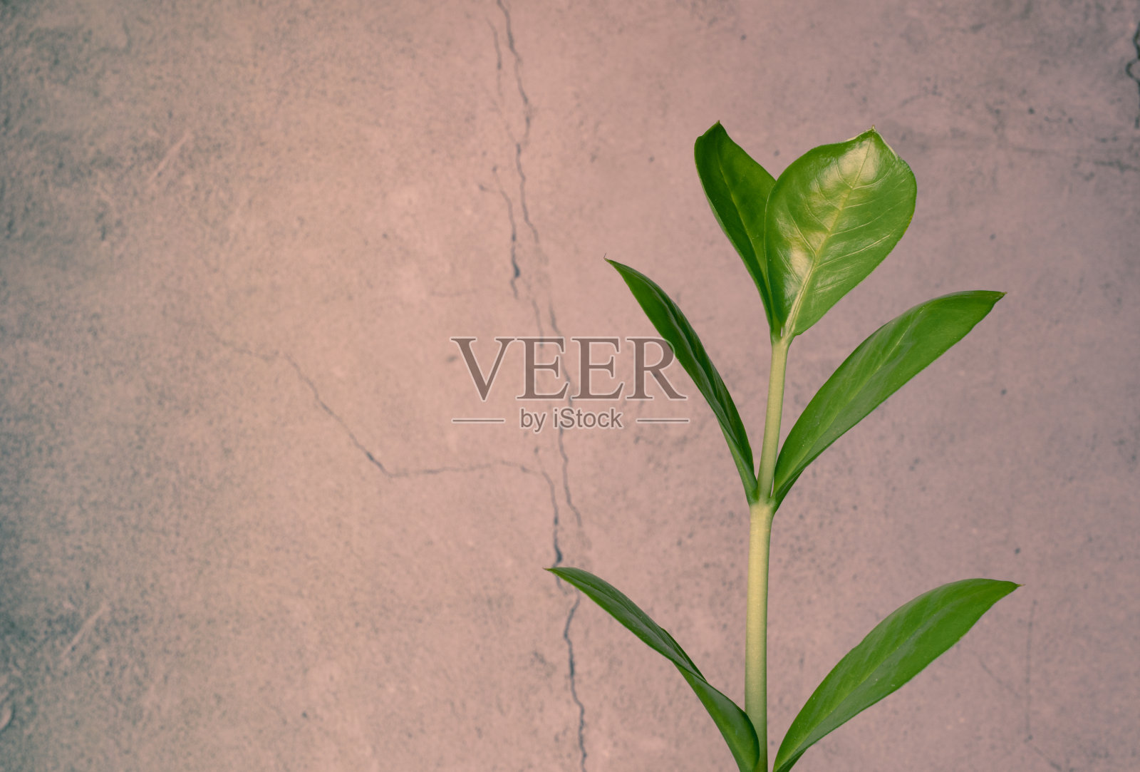 旧混凝土背景下的室内绿色植物。一株植物的茎和叶特写摄影。照片摄影图片