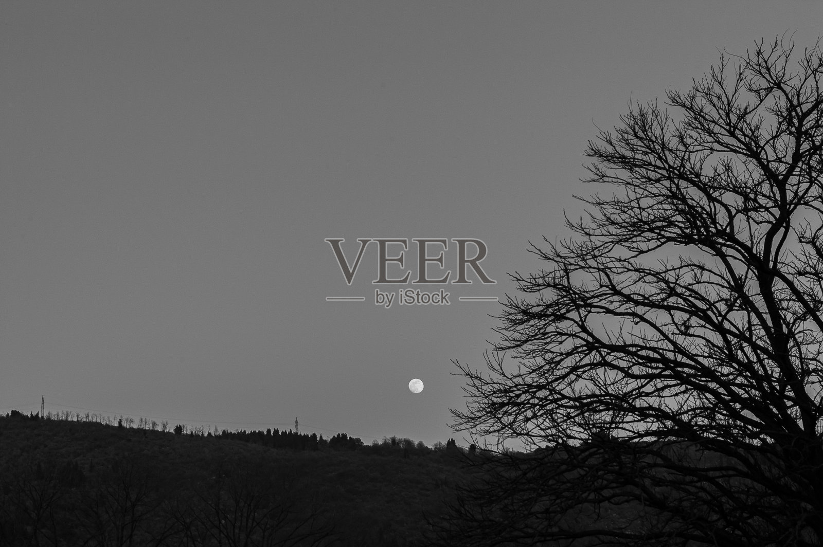 意大利植物和花卉照片摄影图片