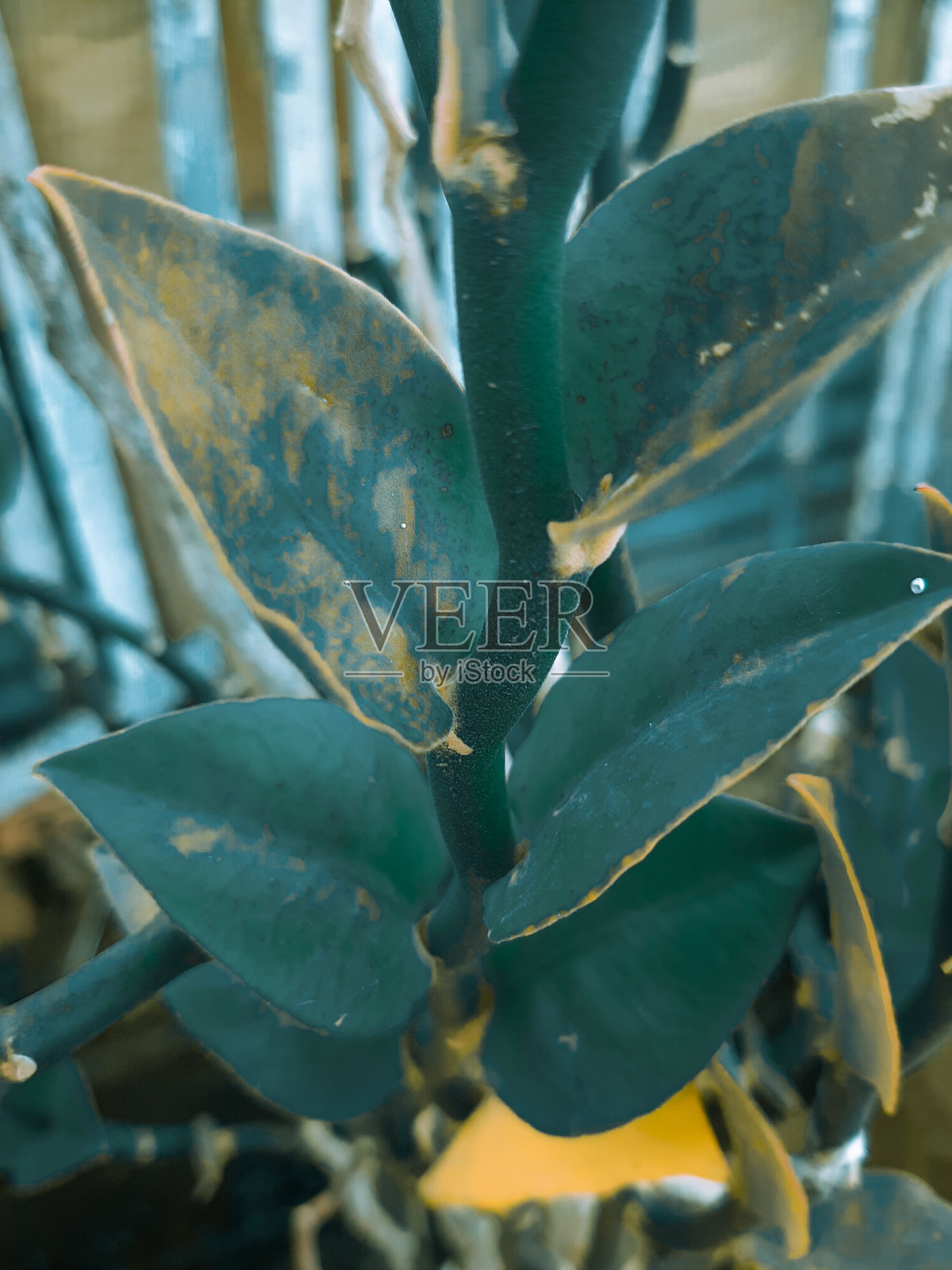 叶照片摄影图片