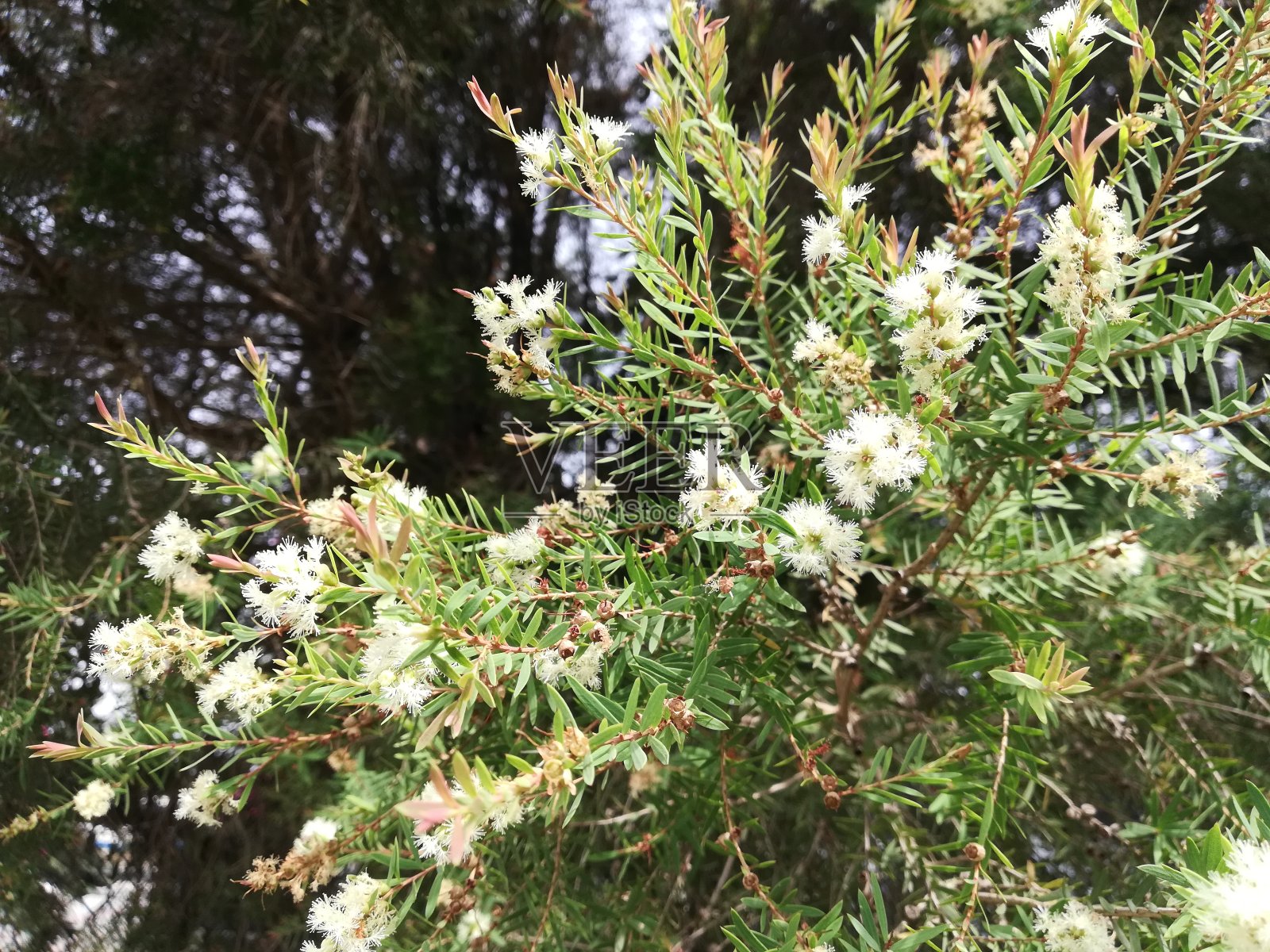 千层叶,夏天下雪,窄叶皮,亚麻叶皮照片摄影图片