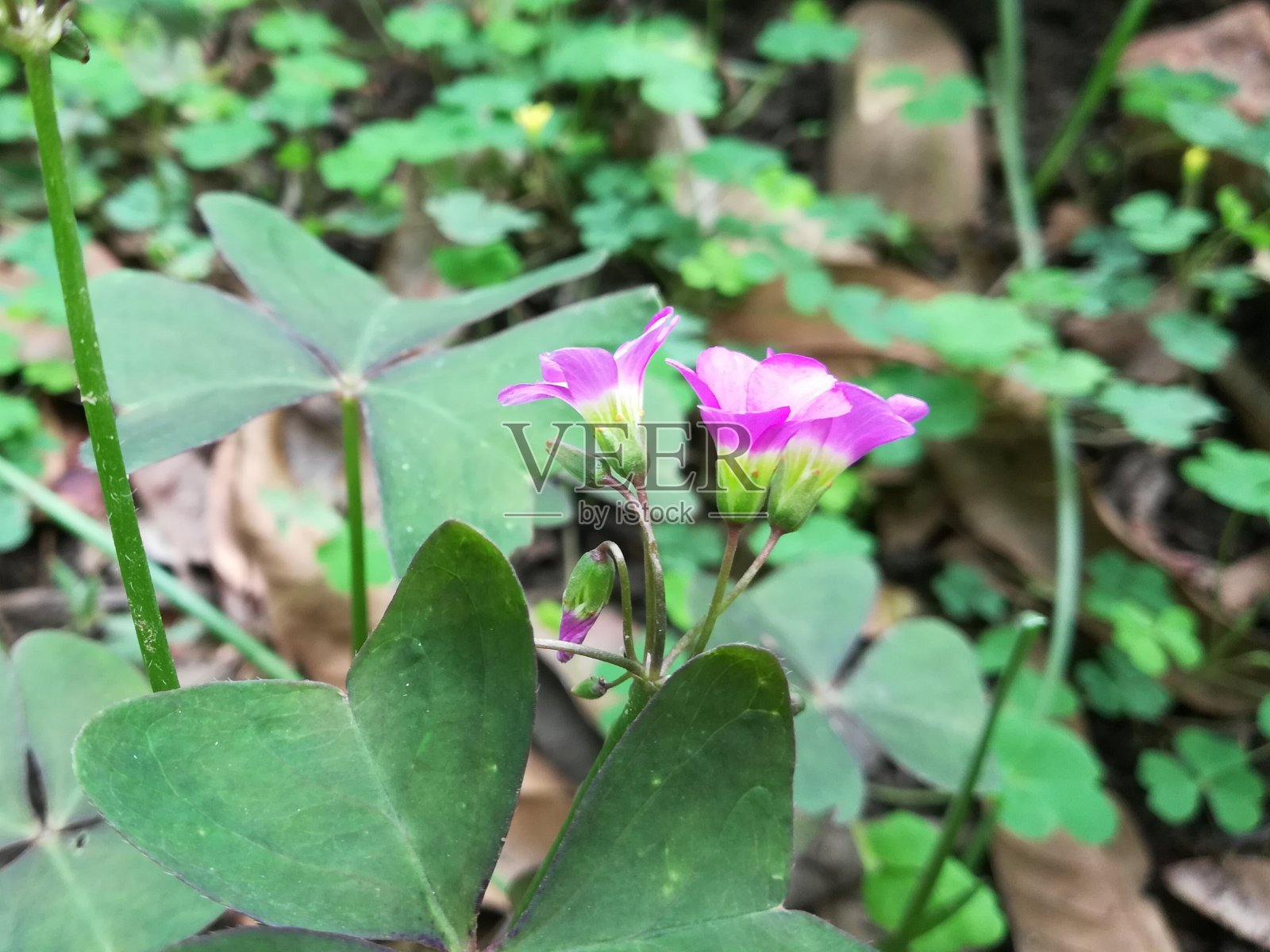 阔叶酢浆草,酢浆草,阔叶酢浆草,墨西哥酢浆草照片摄影图片