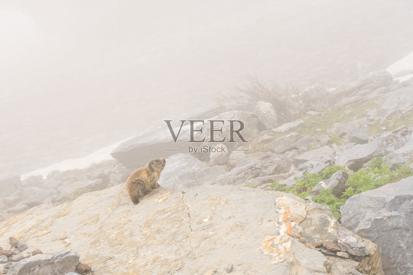 奥地利阿尔卑斯山的阿尔卑斯山土拨鼠照片摄影图片