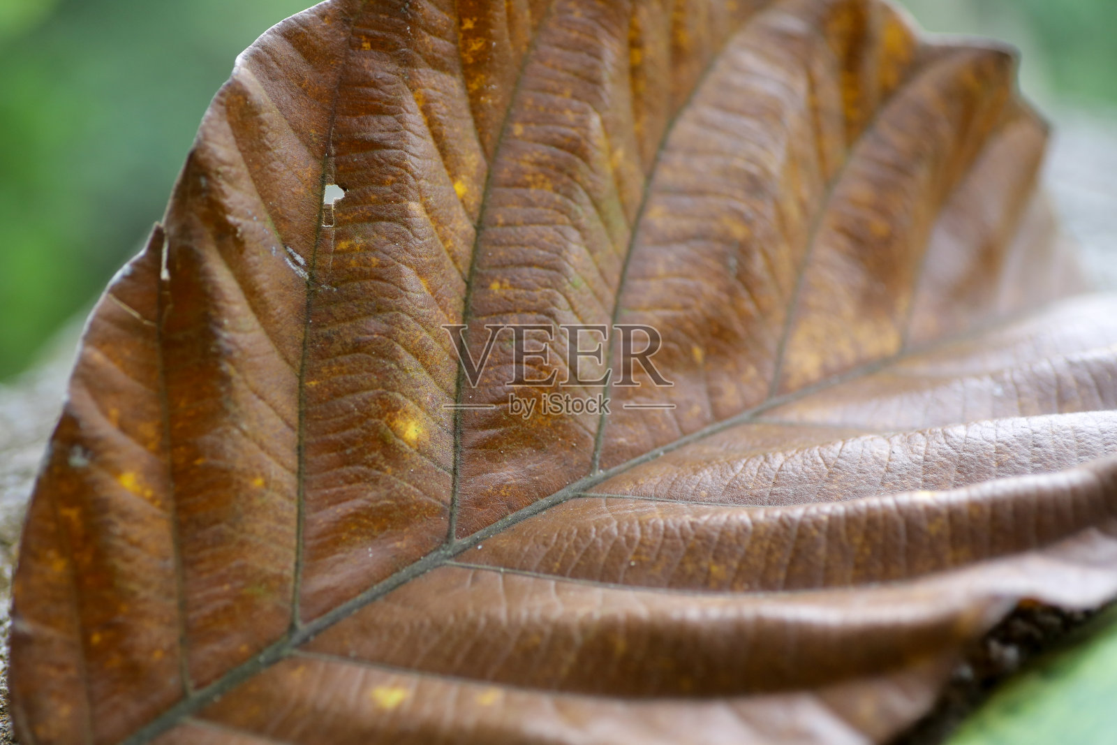 自然的壁纸照片摄影图片